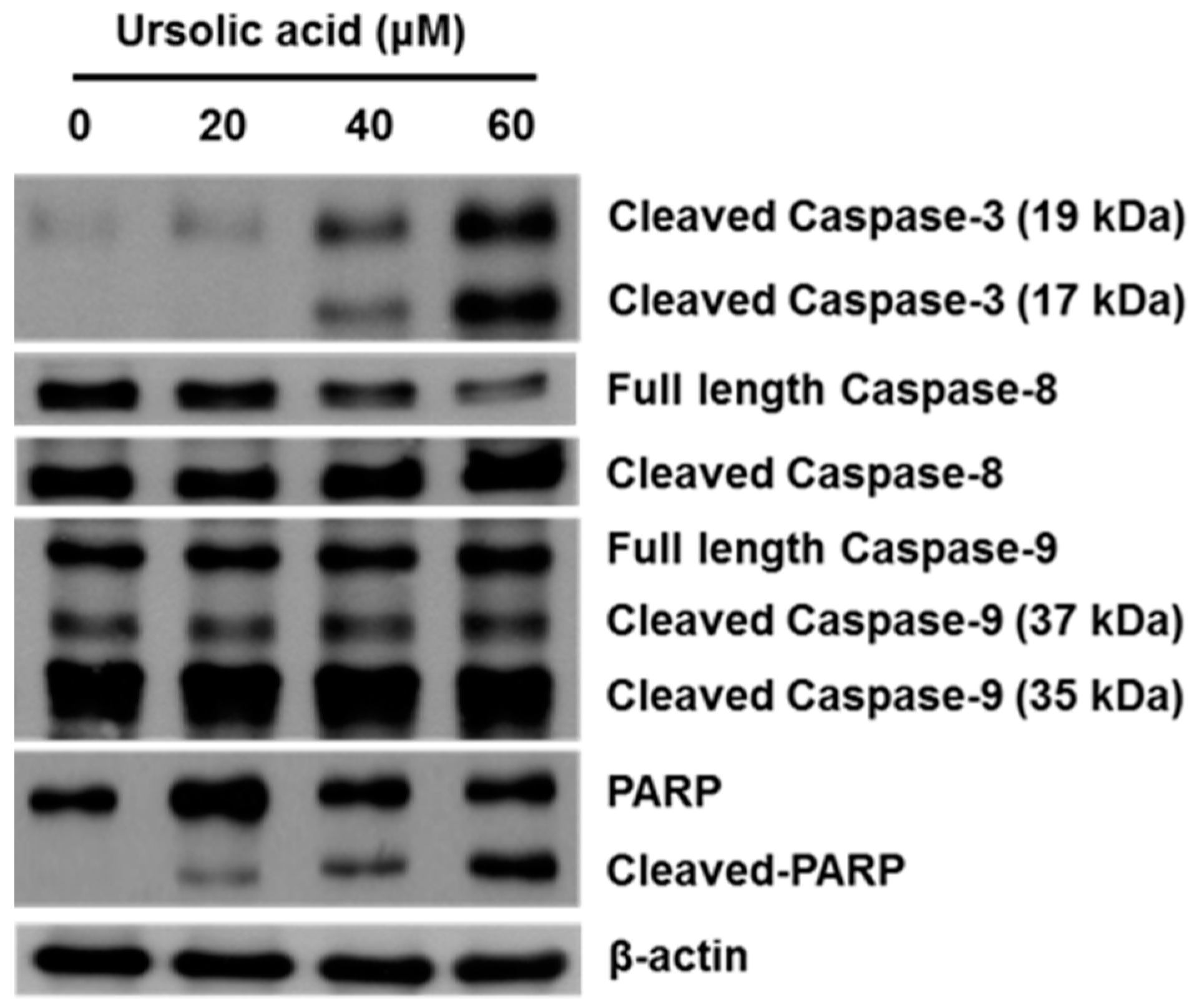 Molecules 21 00460 g007