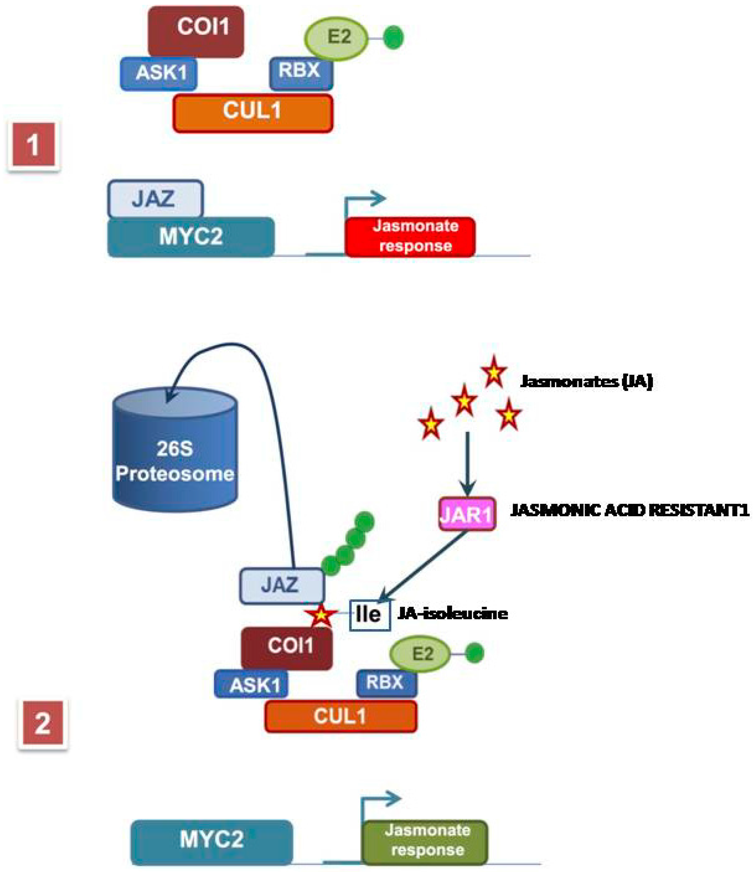 Molecules 21 00567 g002