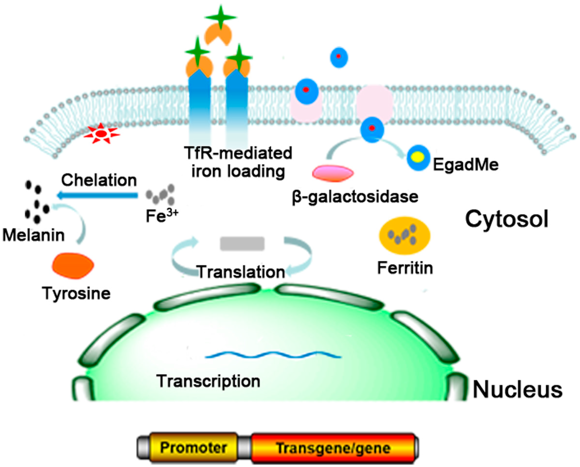 Molecules 21 00580 g001