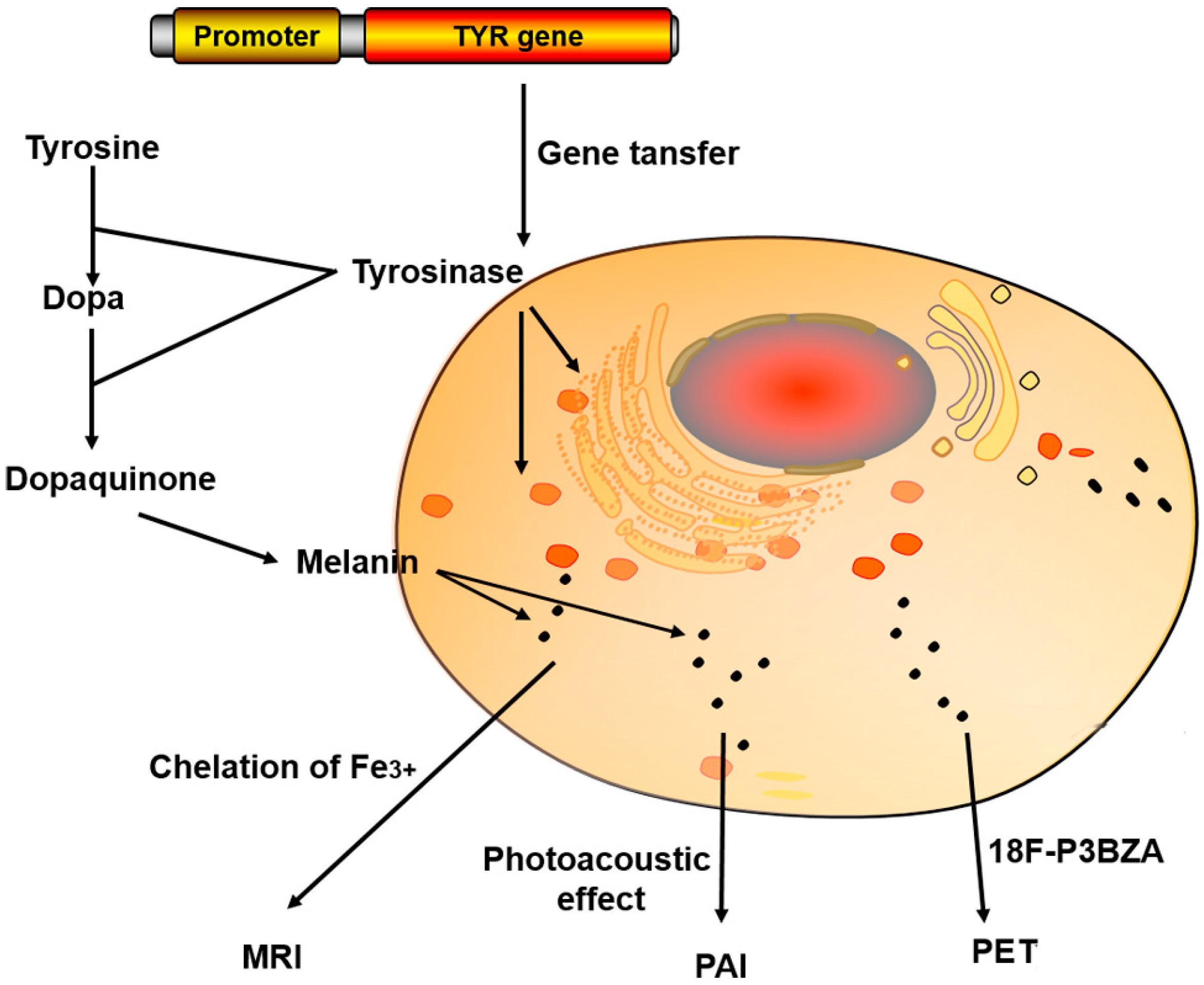 Molecules 21 00580 g006