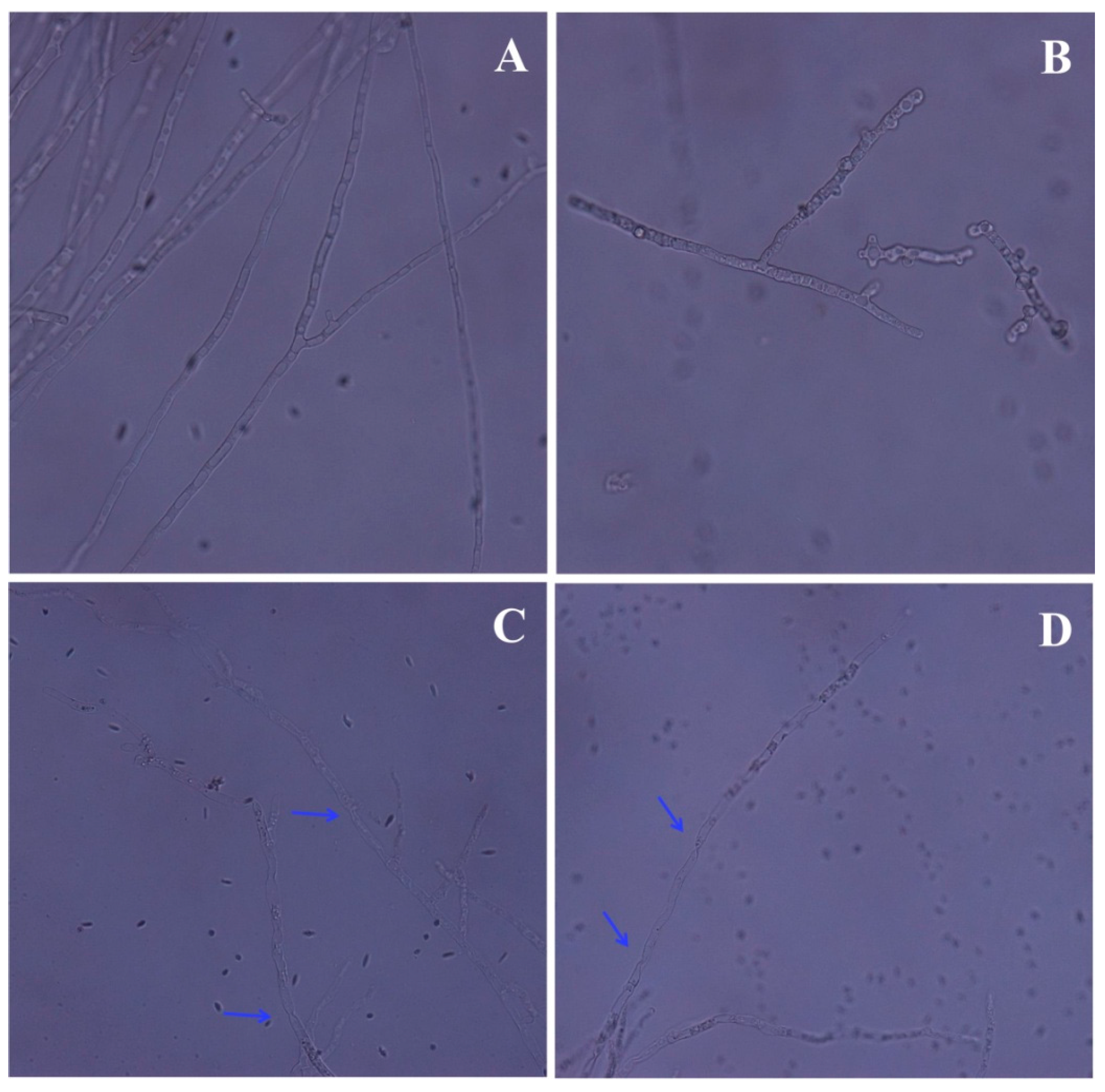 Molecules 21 00613 g003
