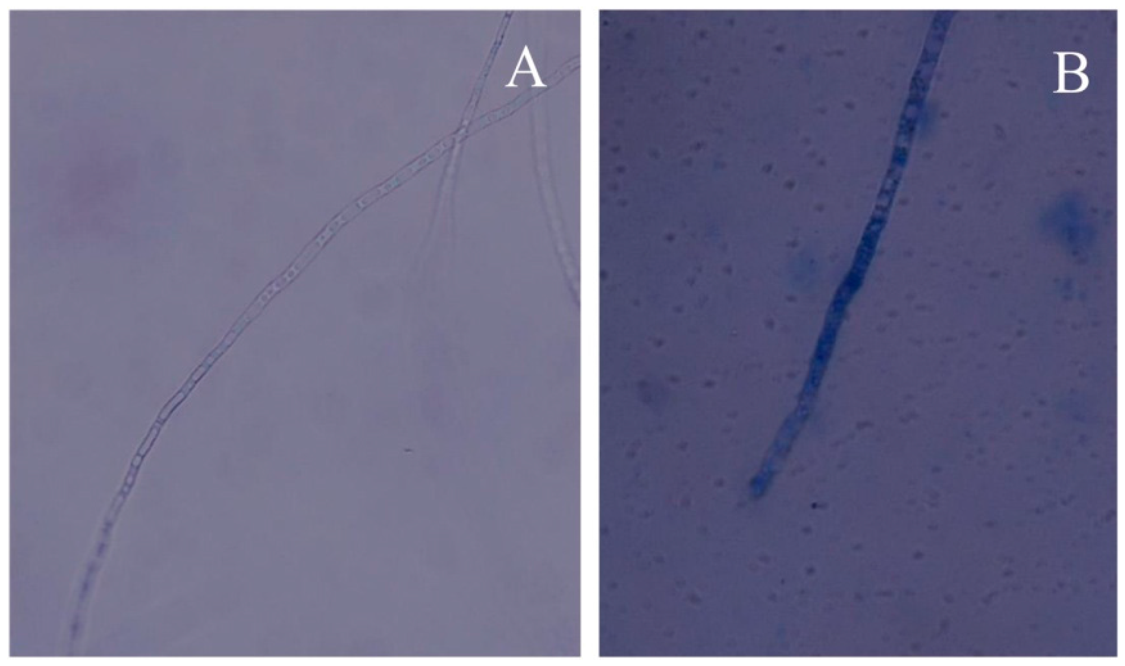 Molecules 21 00613 g004