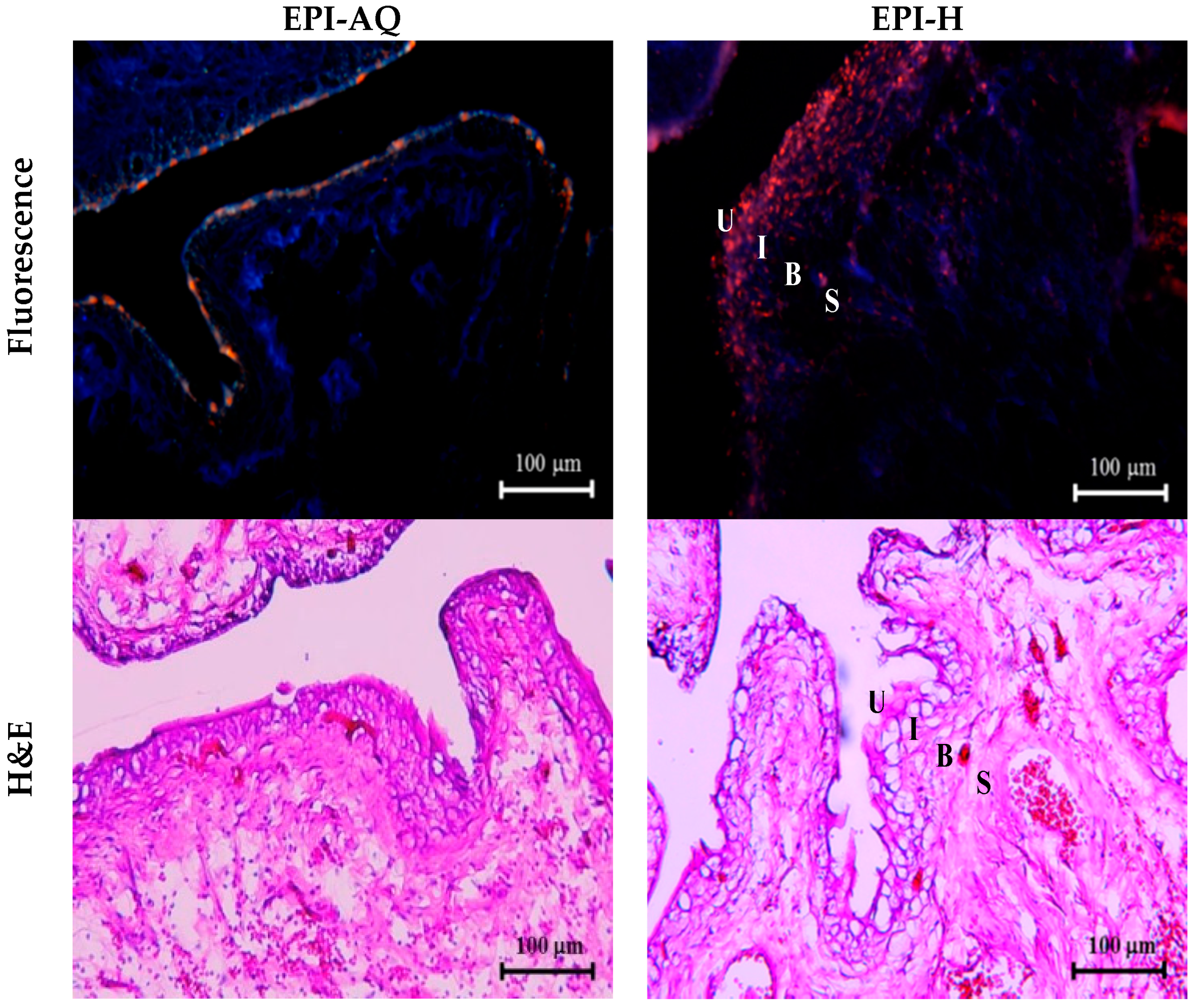 Molecules 21 00712 g005