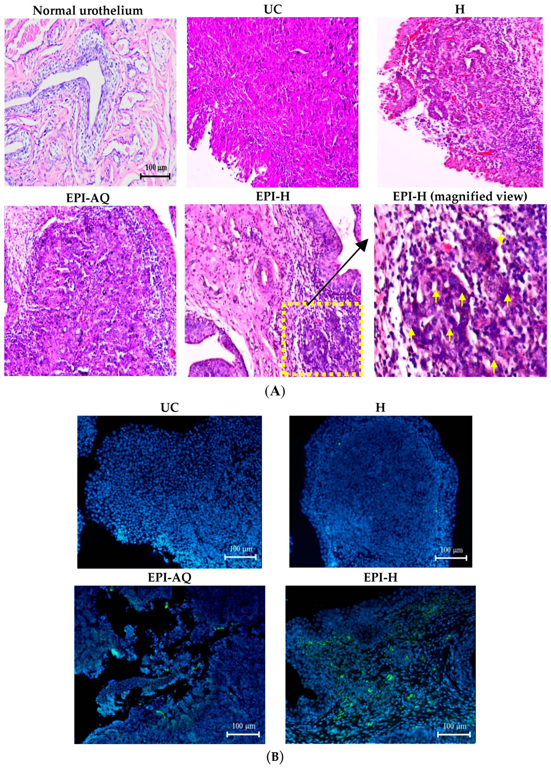 Molecules 21 00712 g007a