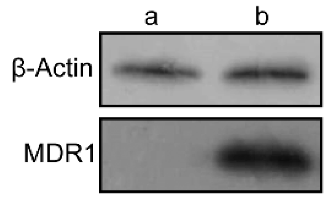 Molecules 21 00720 g004