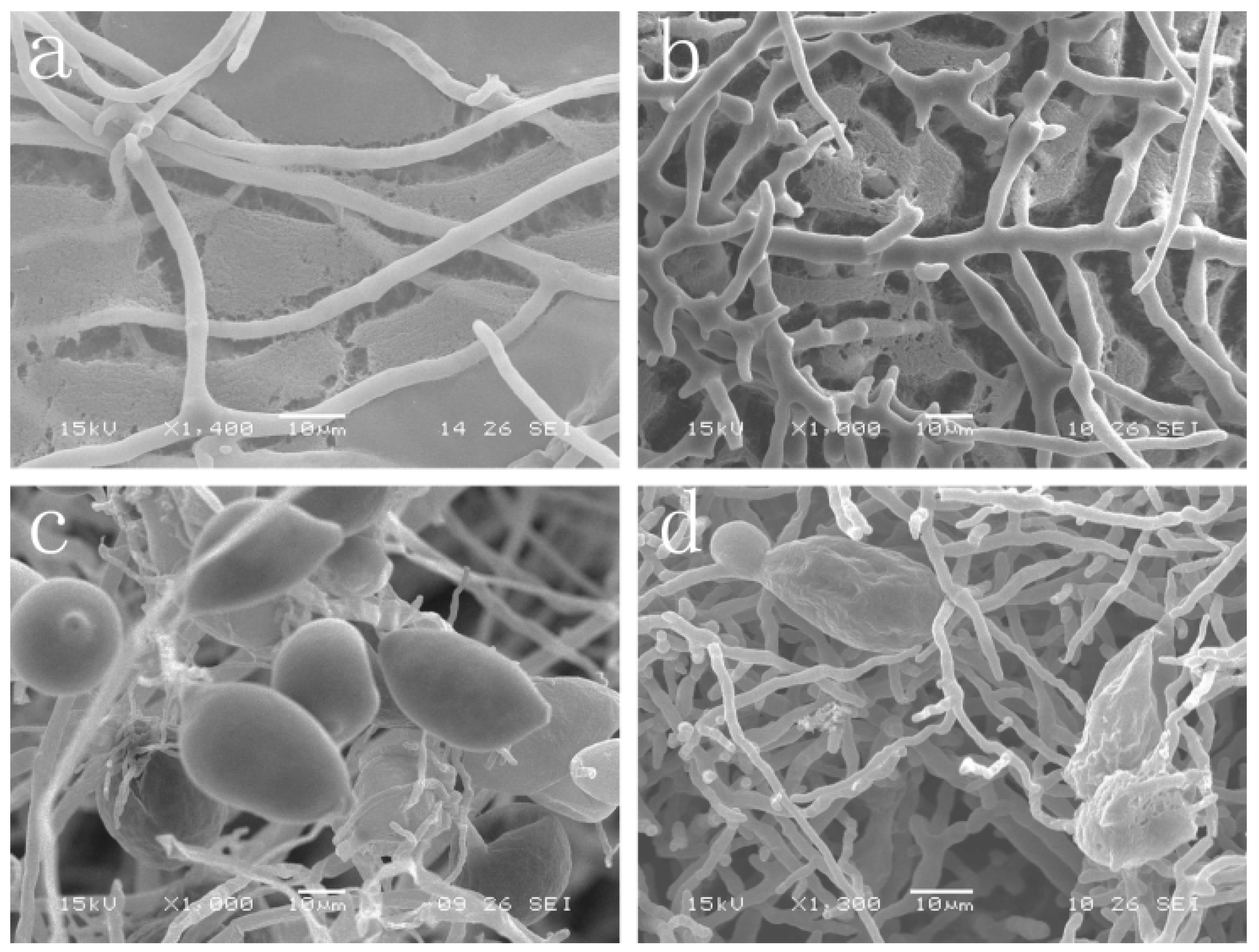 Molecules 21 00756 g003