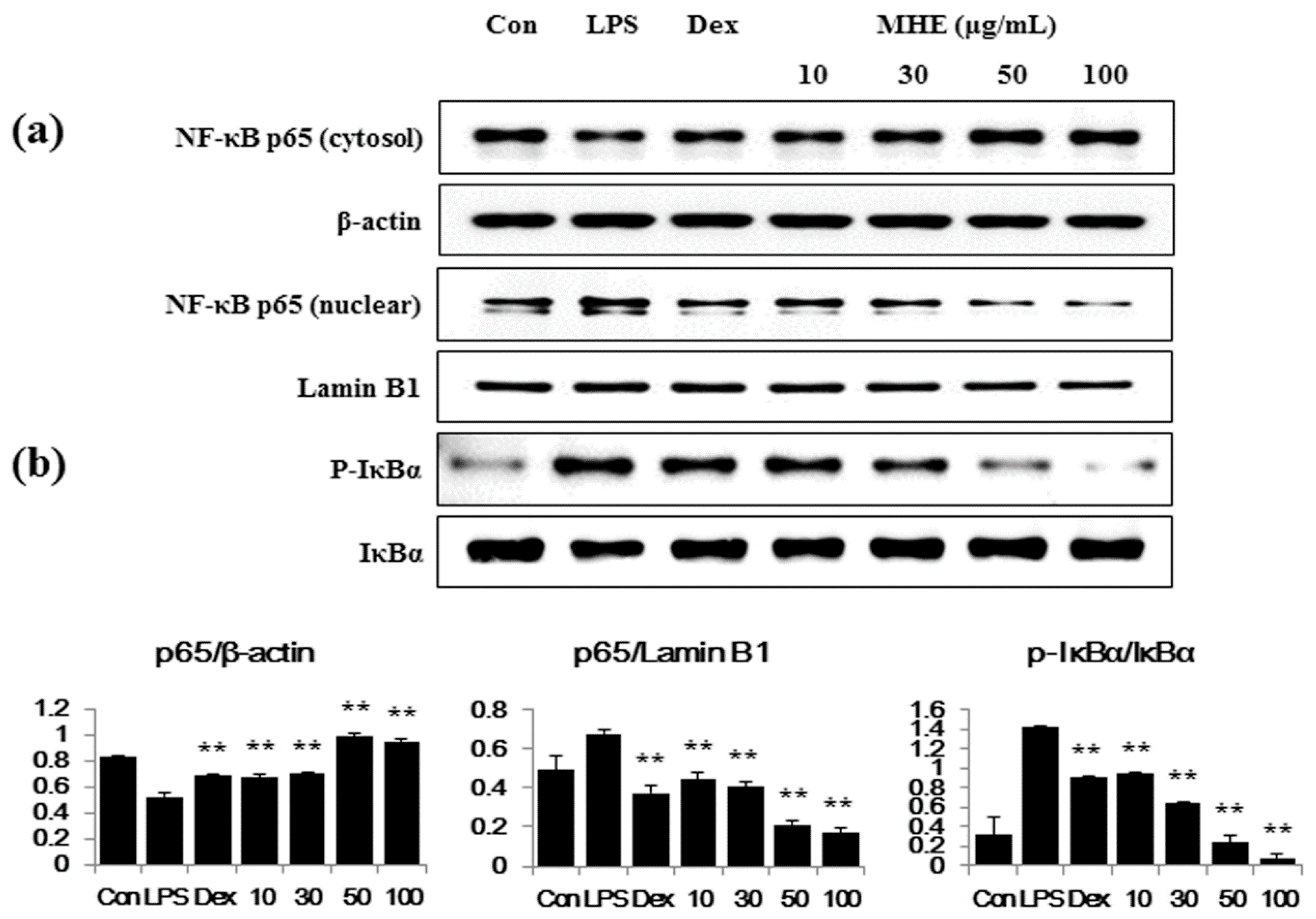 Molecules 21 00818 g004