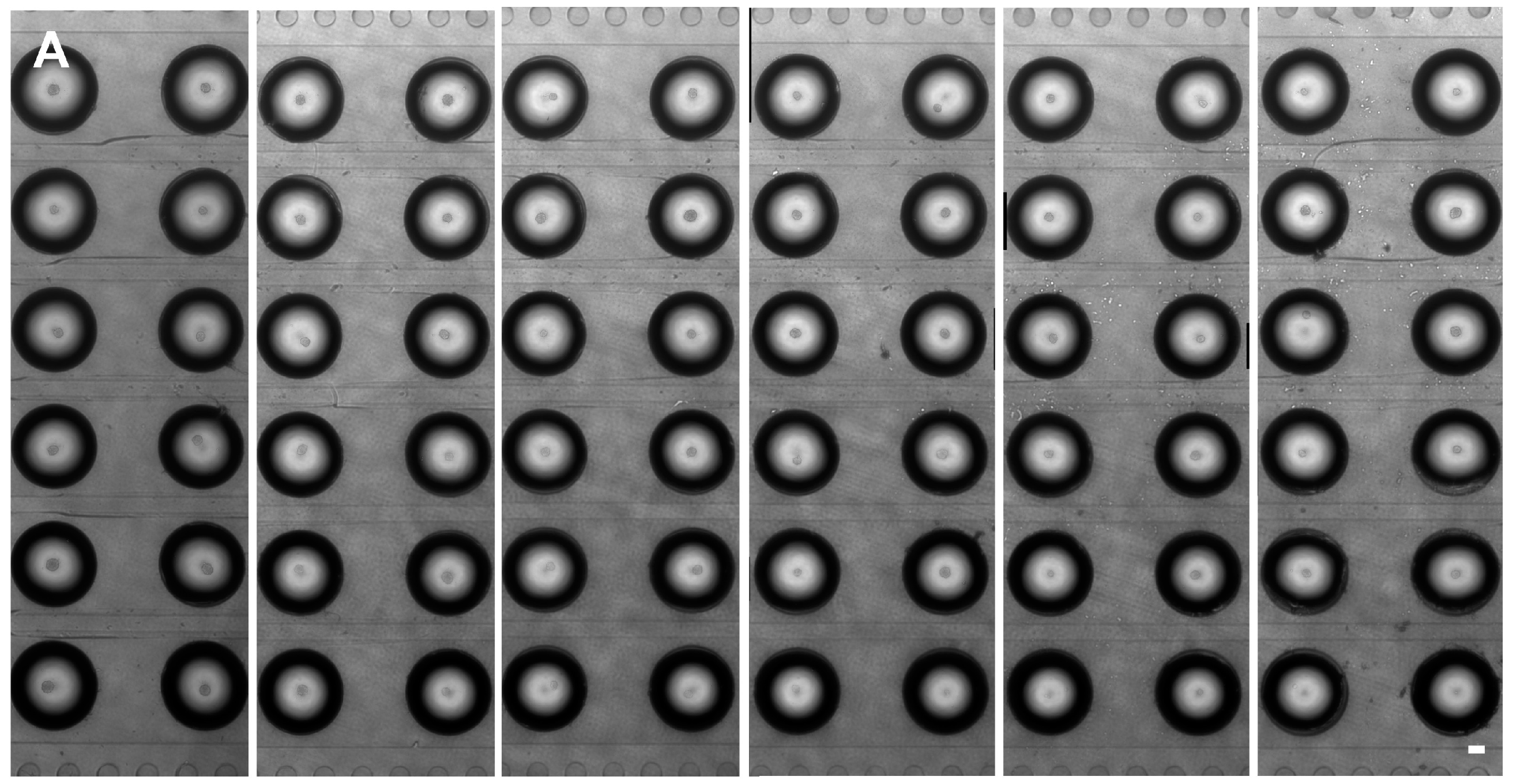 Molecules 21 00882 g004a