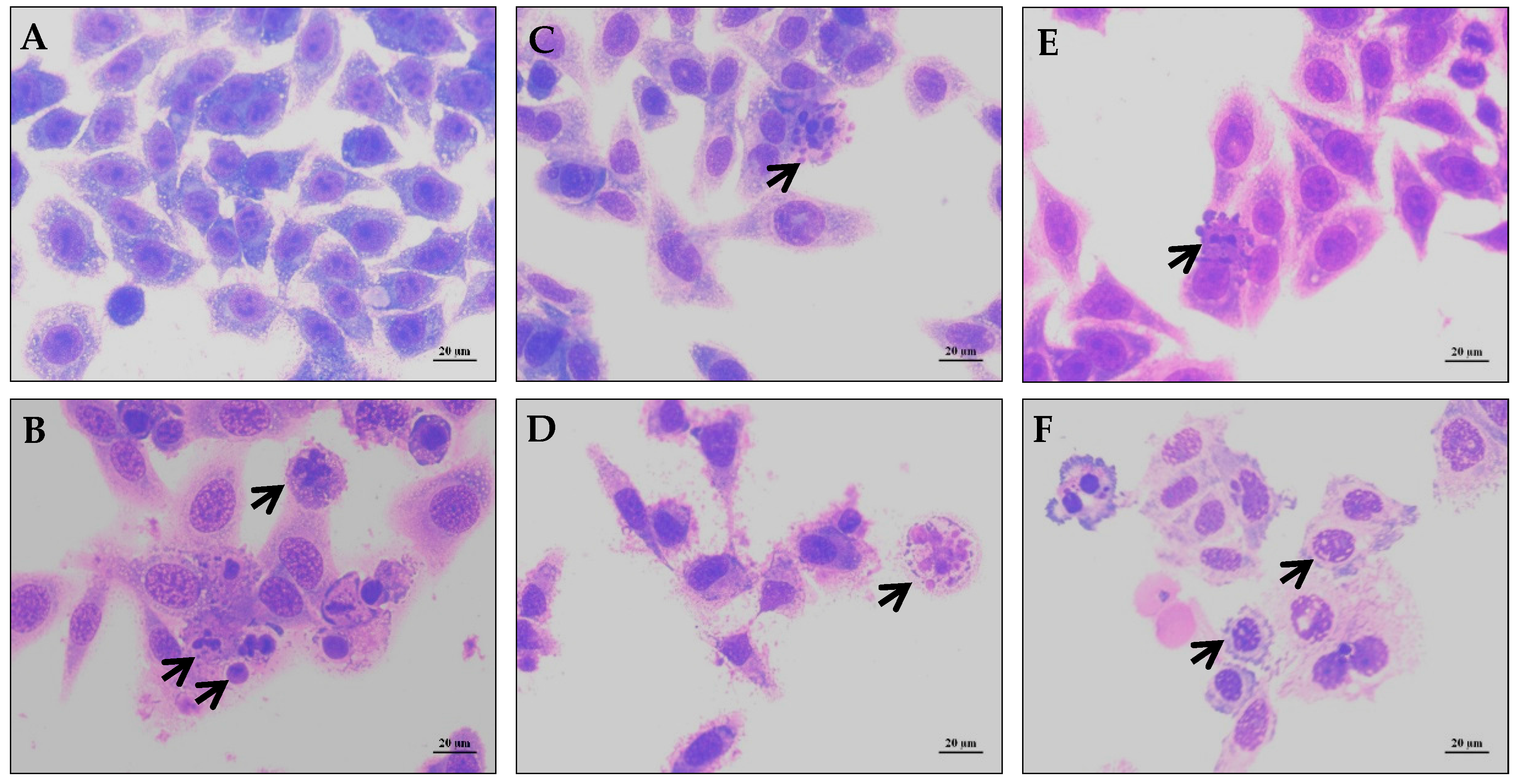Molecules 21 00890 g003