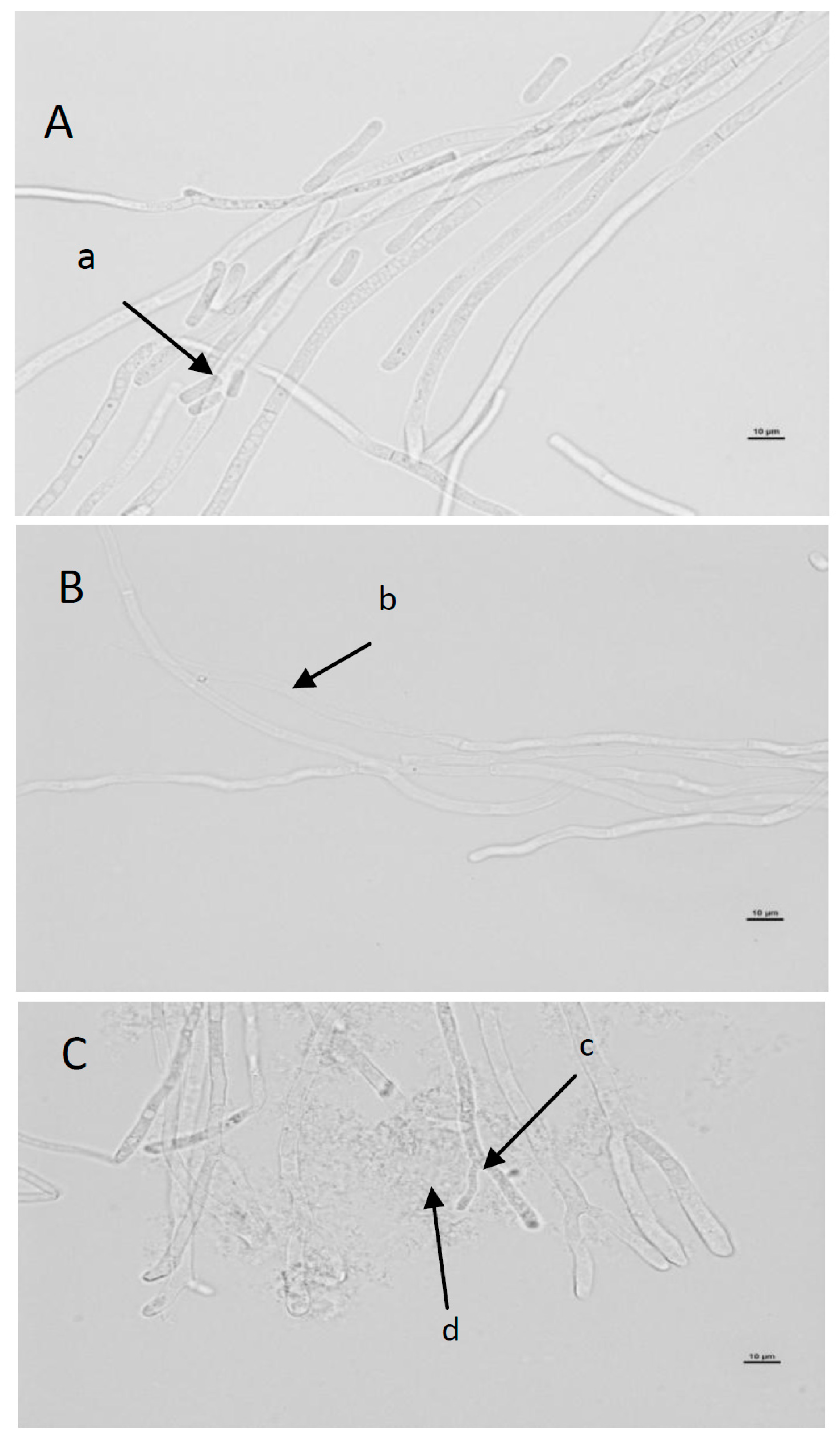 Molecules 21 00908 g004