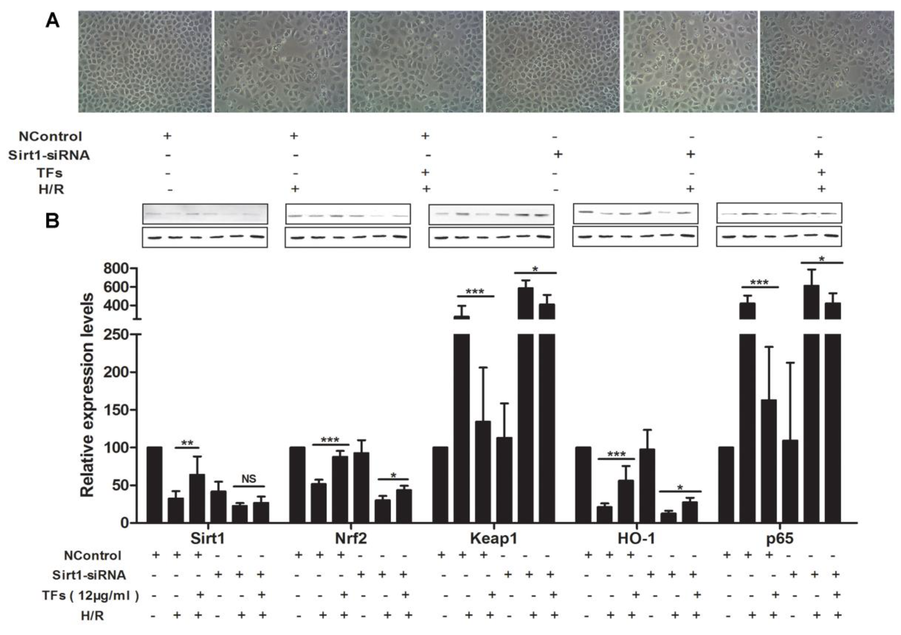 Molecules 21 00952 g005