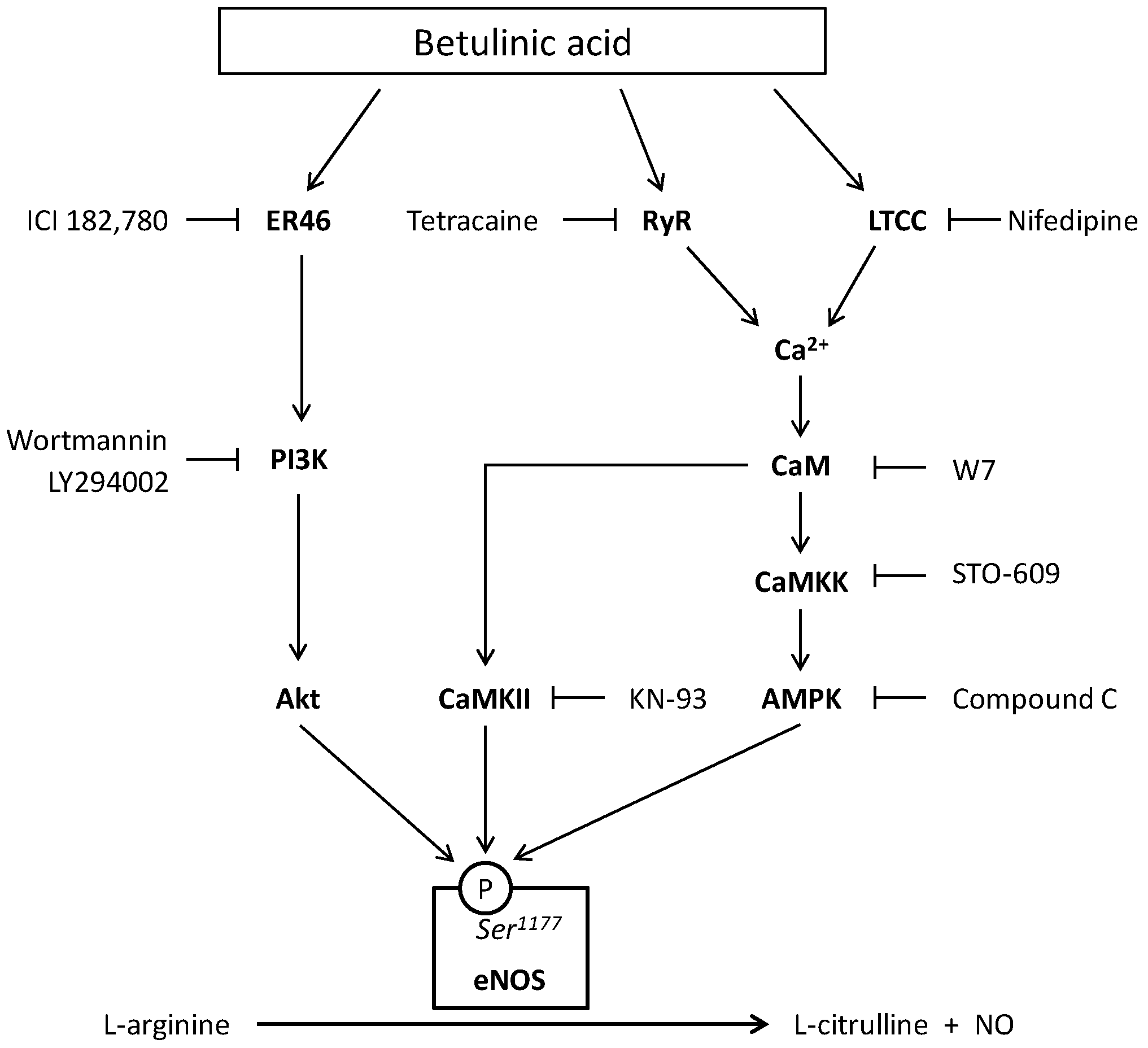 Molecules 21 00973 g007
