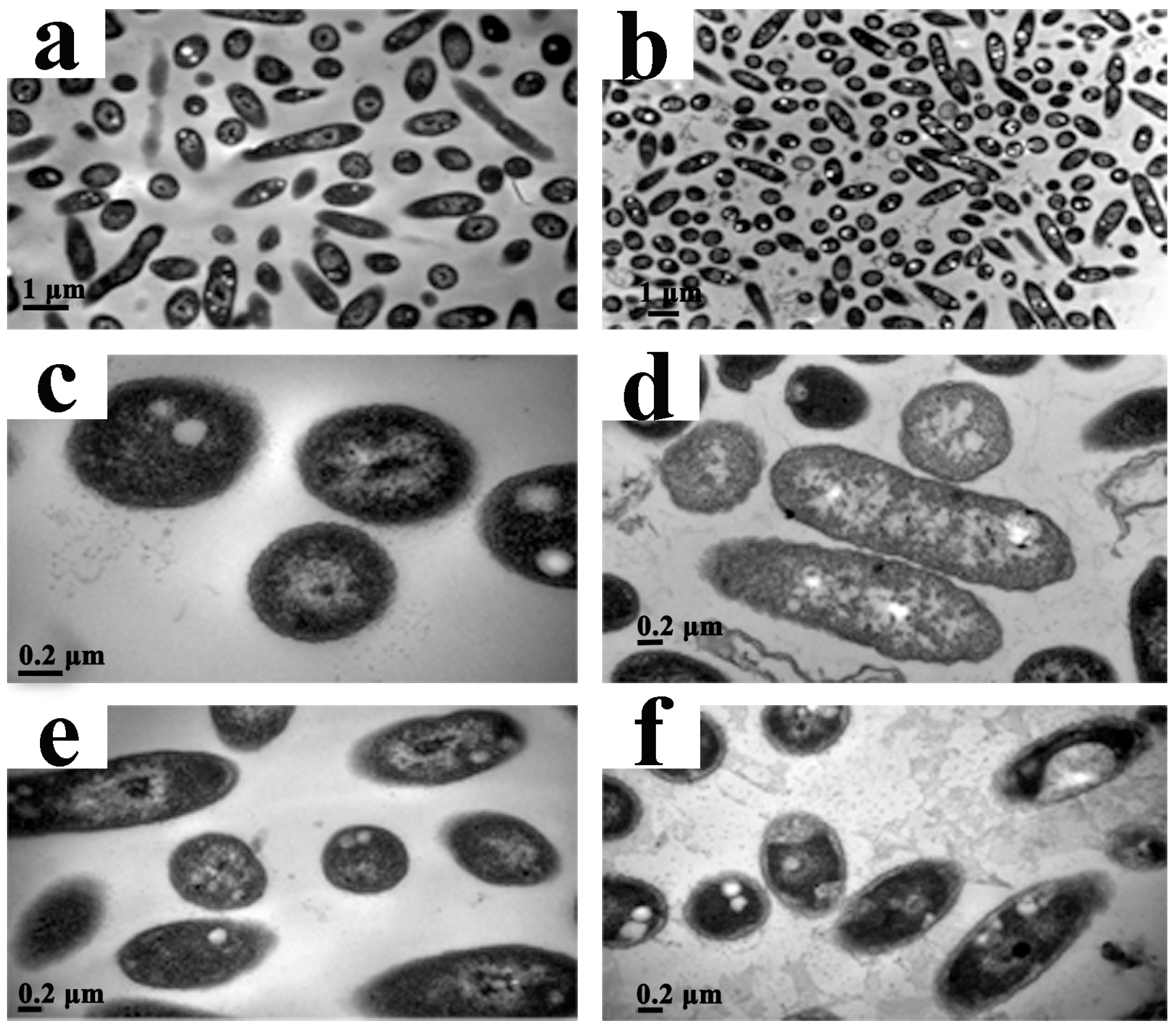 Molecules 21 00978 g006