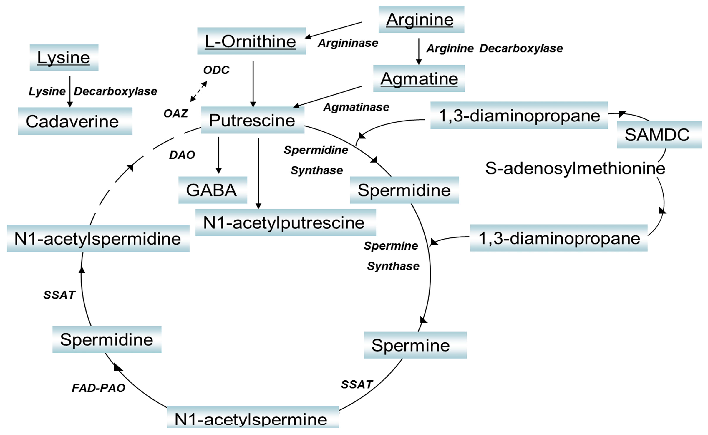 Molecules 21 01040 g001