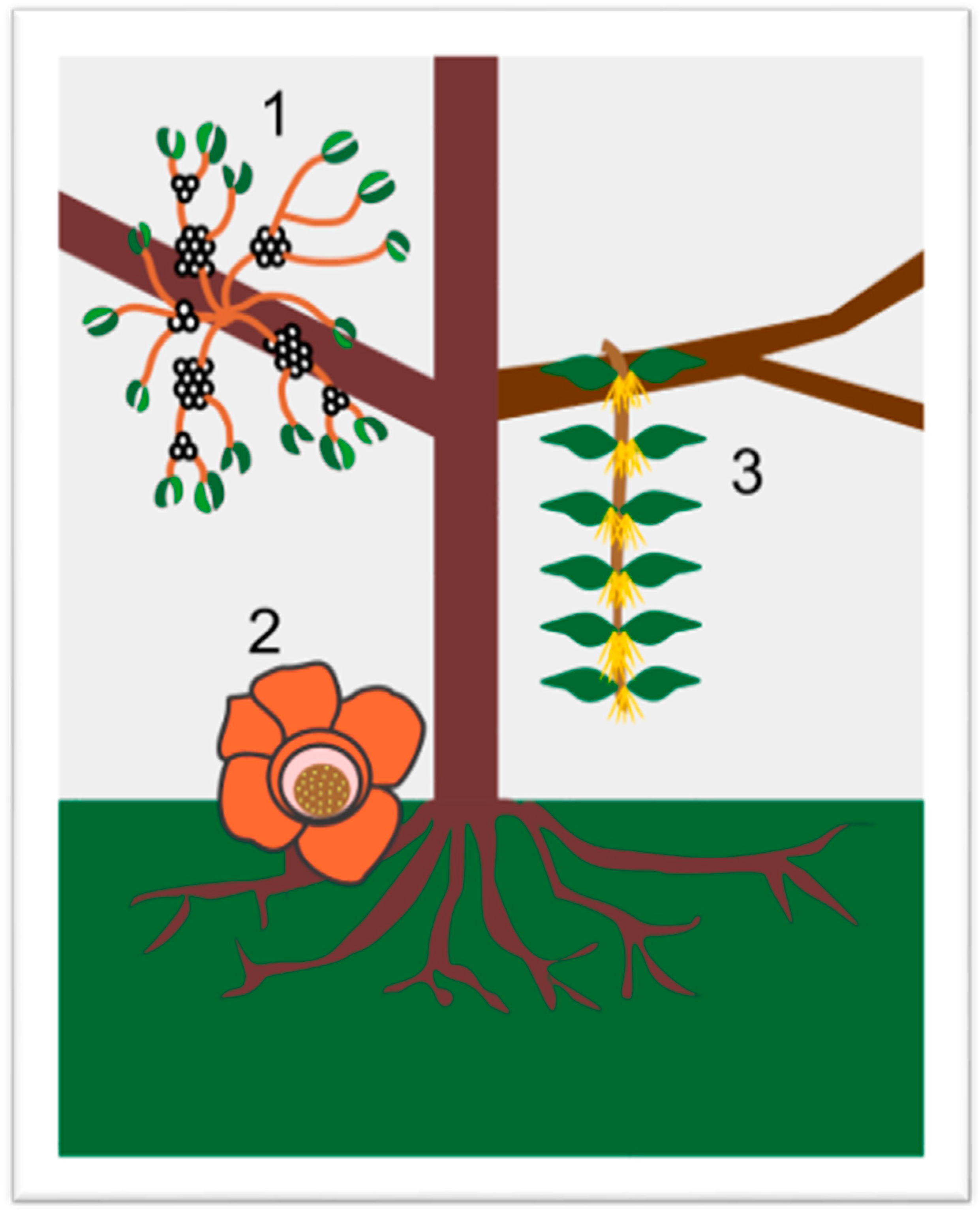 Molecules 21 01048 g001