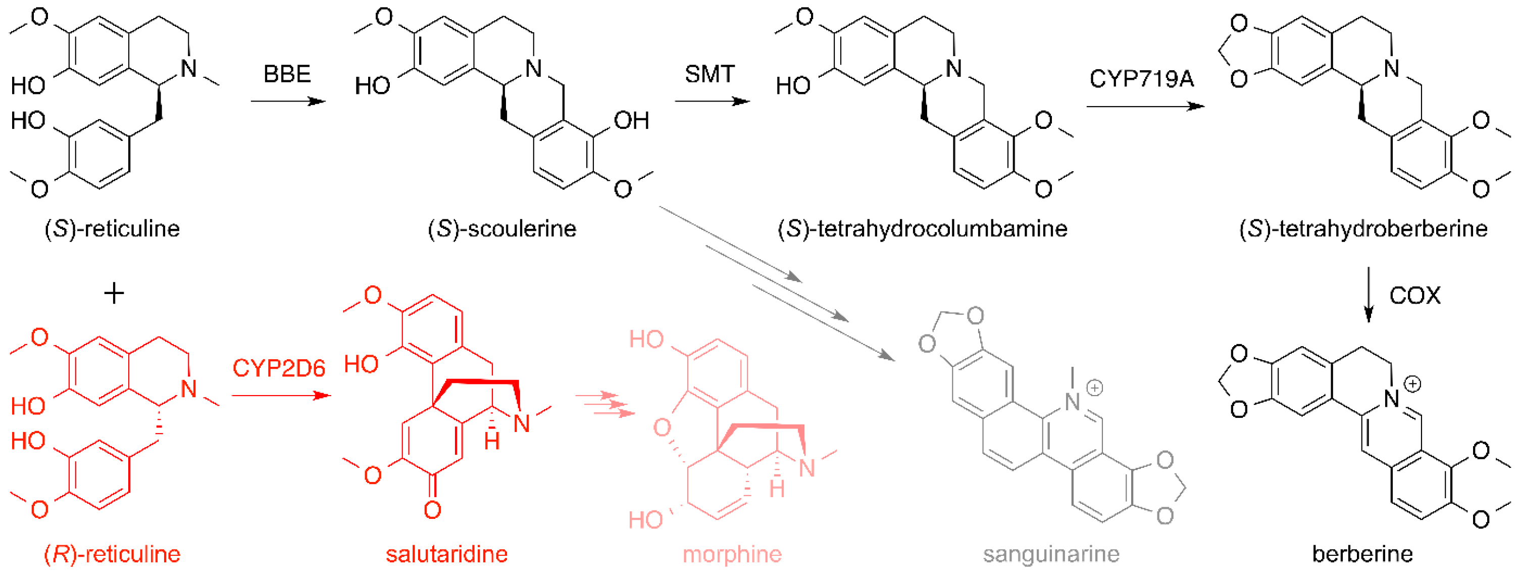 Molecules 21 01078 g013