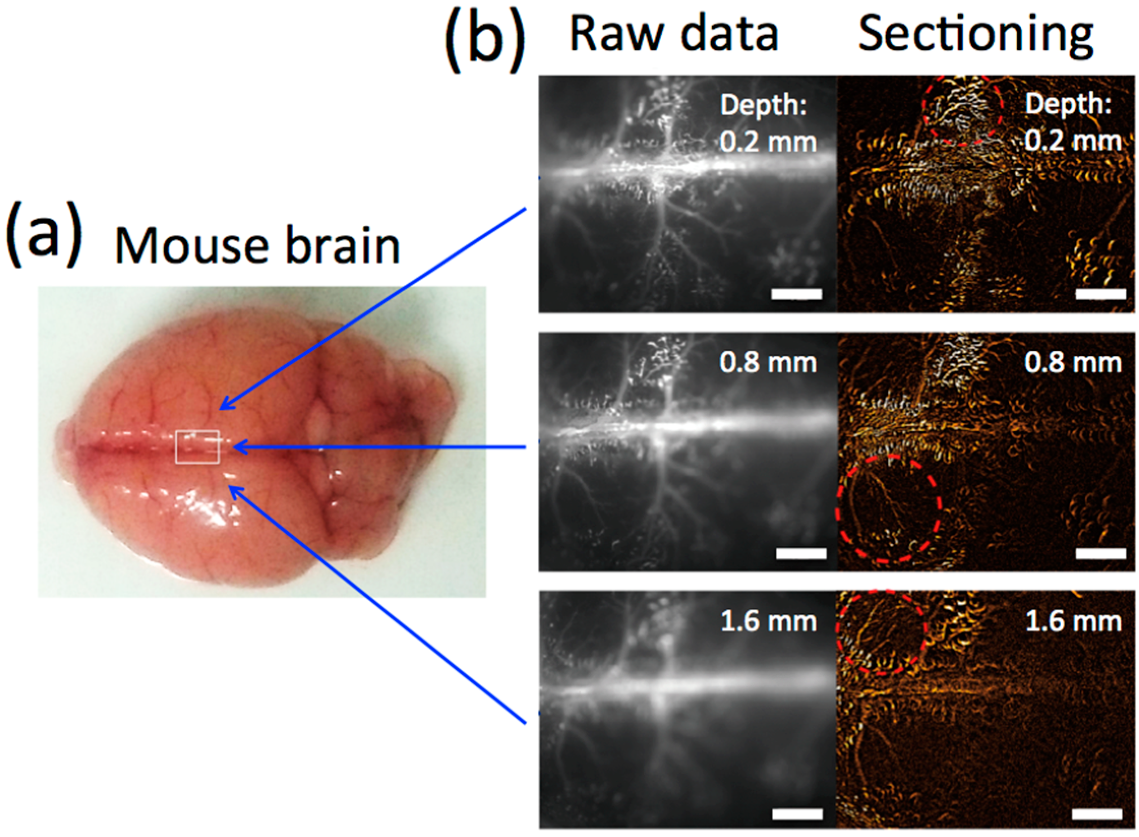 Molecules 21 01080 g005