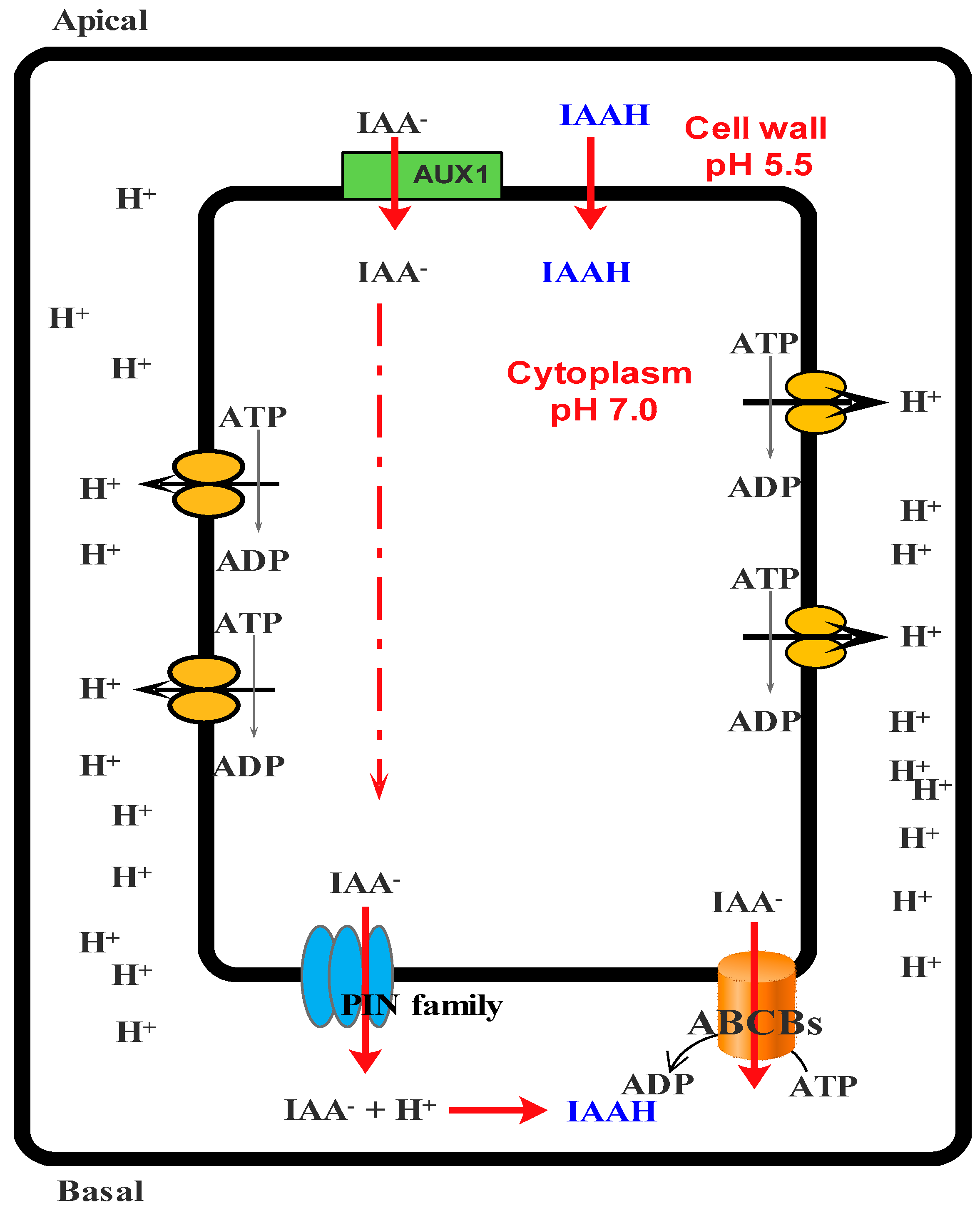 Molecules 21 01104 g003