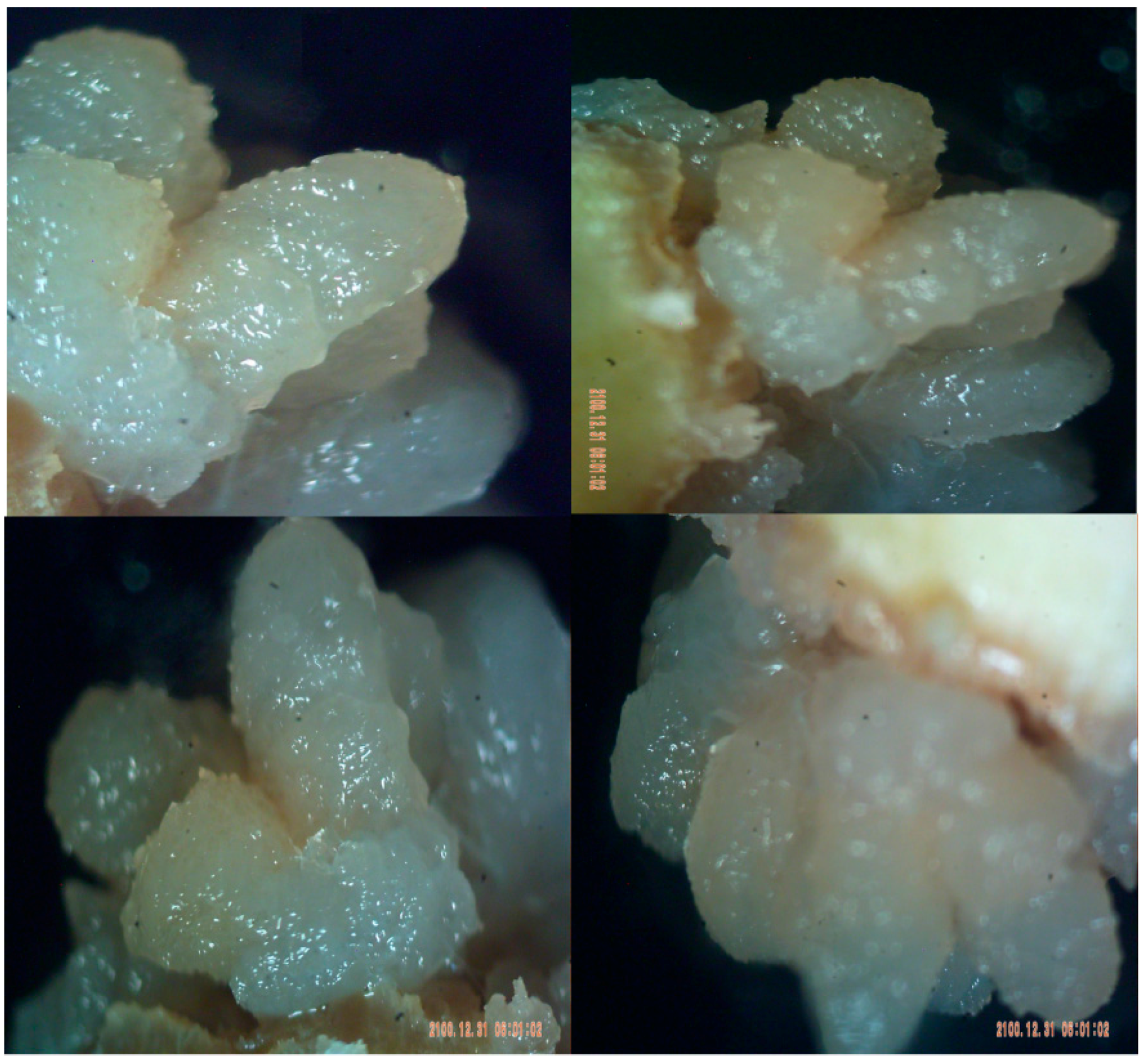Molecules 21 01104 g004