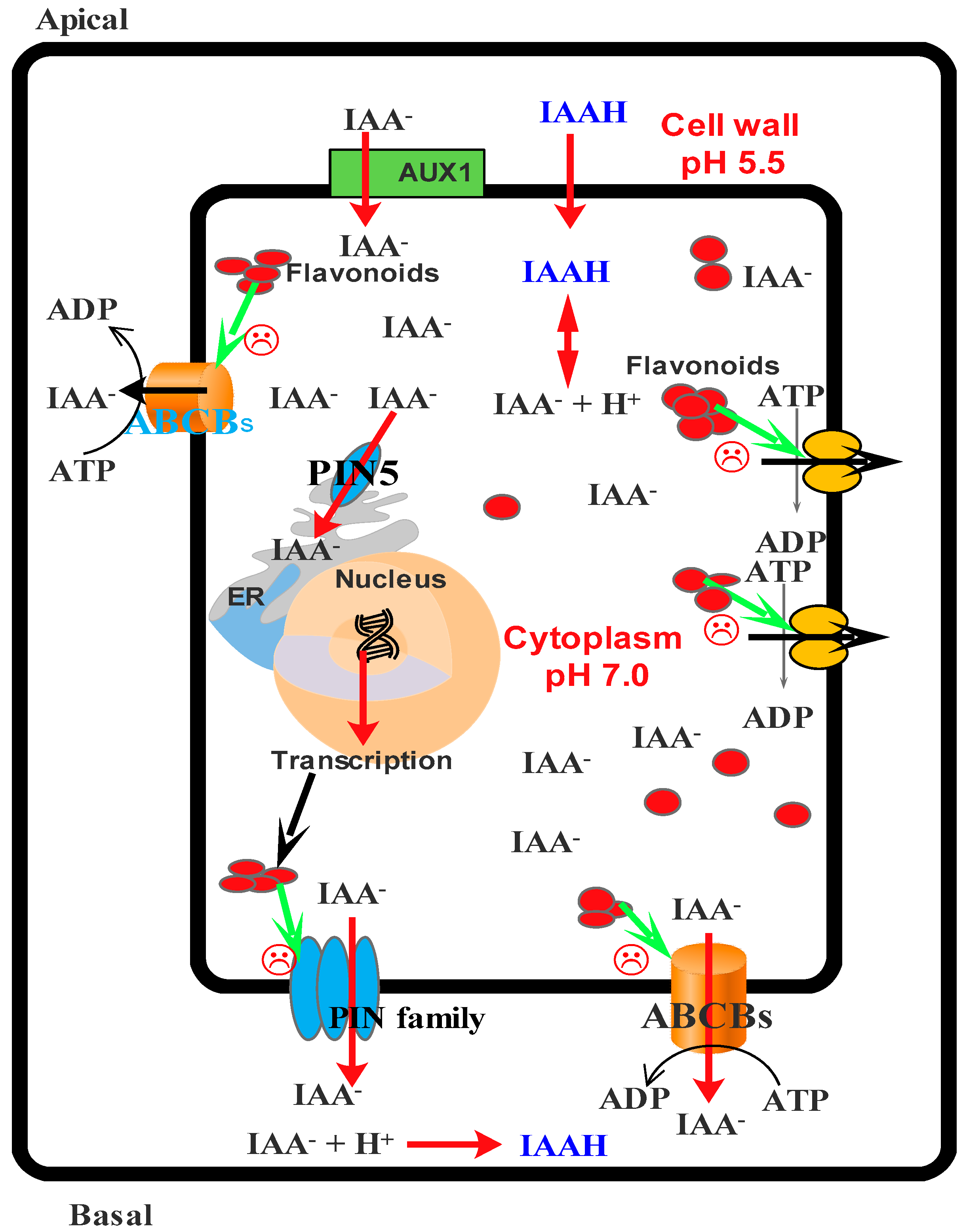 Molecules 21 01104 g005