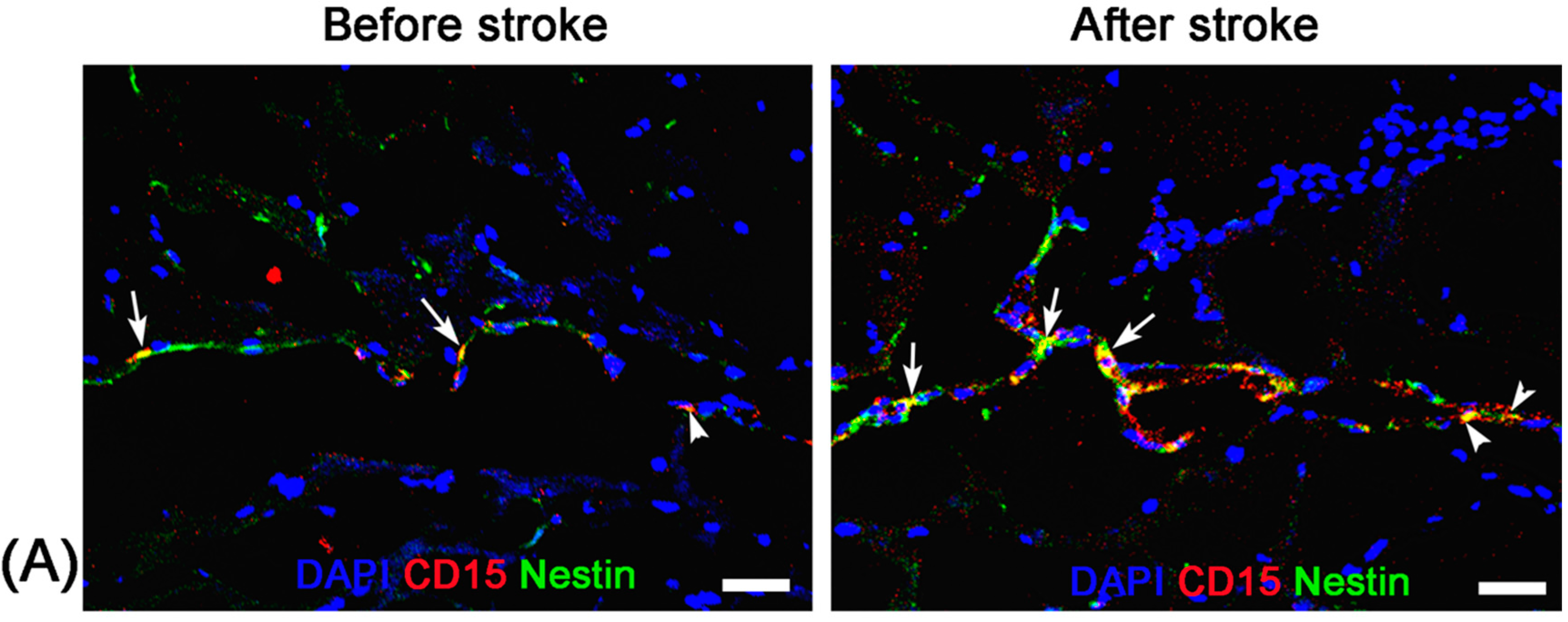 Molecules 21 01143 g005a