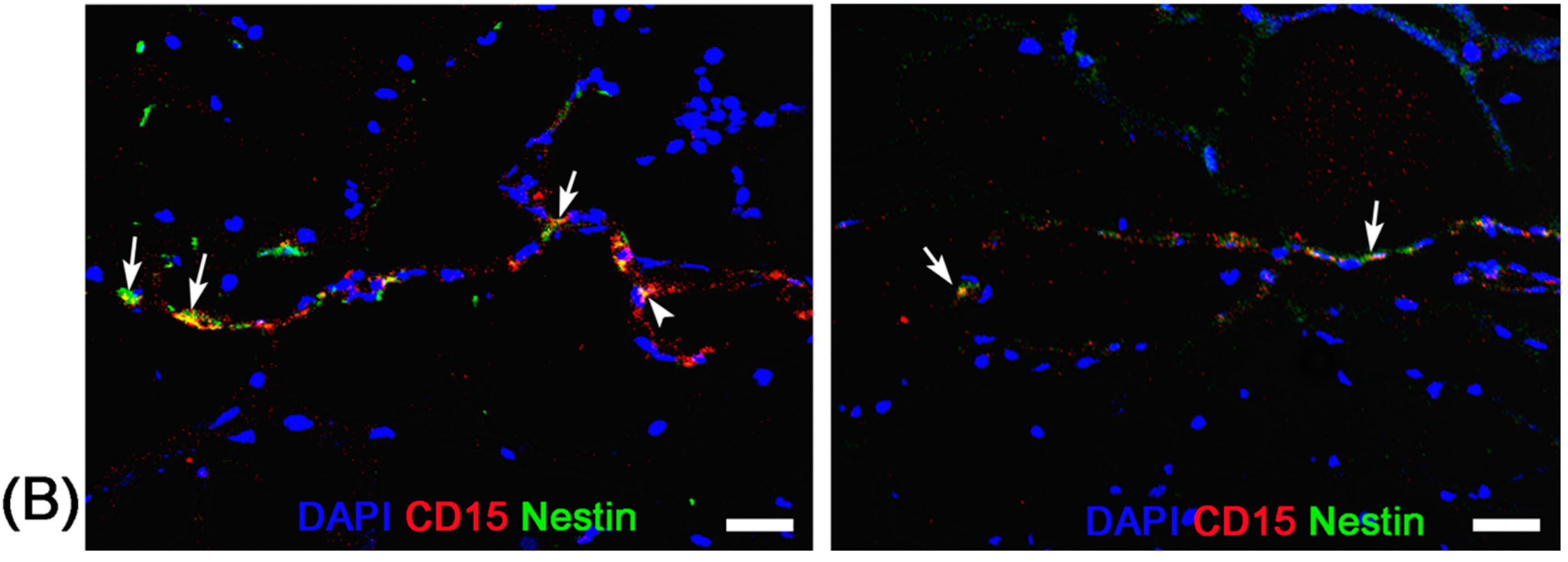 Molecules 21 01143 g005b