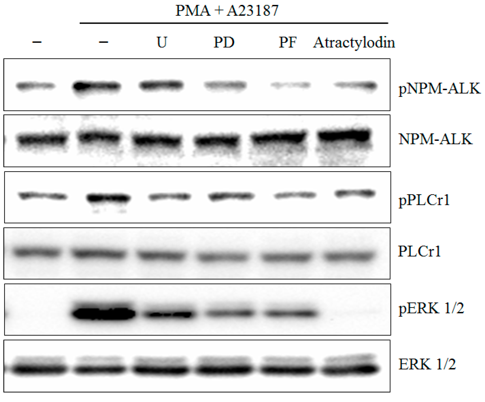 Molecules 21 01169 g005