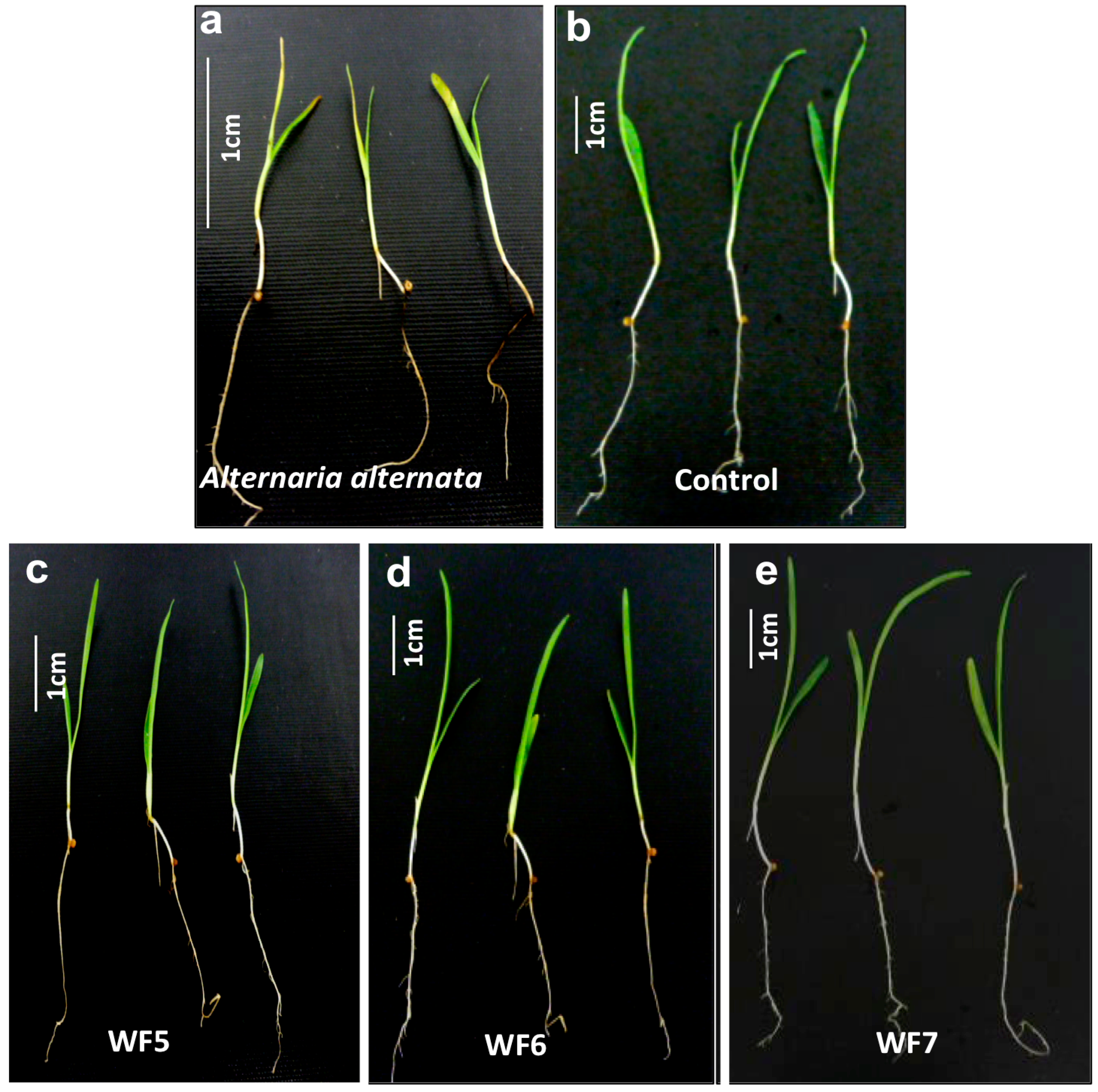 Molecules 21 01171 g002a