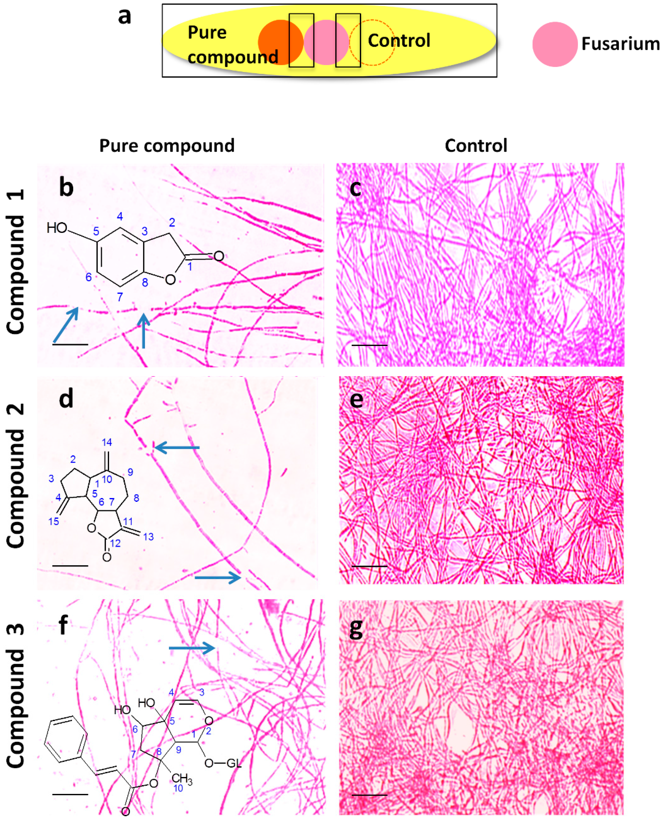 Molecules 21 01171 g005