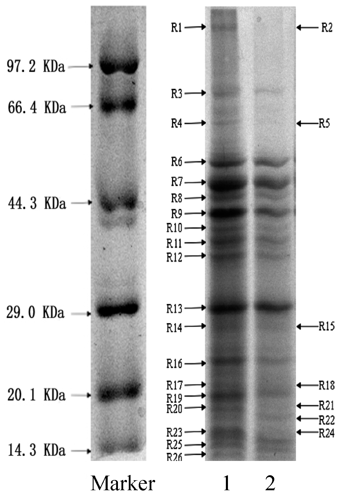 Molecules 21 01194 g004