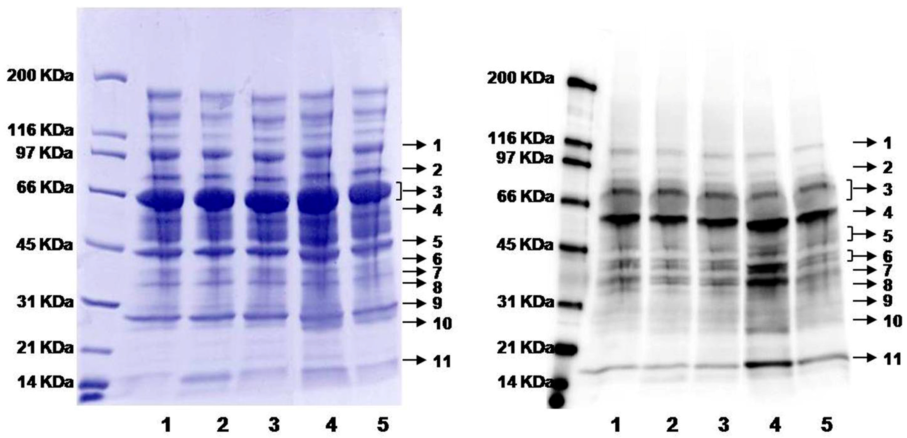 Molecules 21 01195 g004