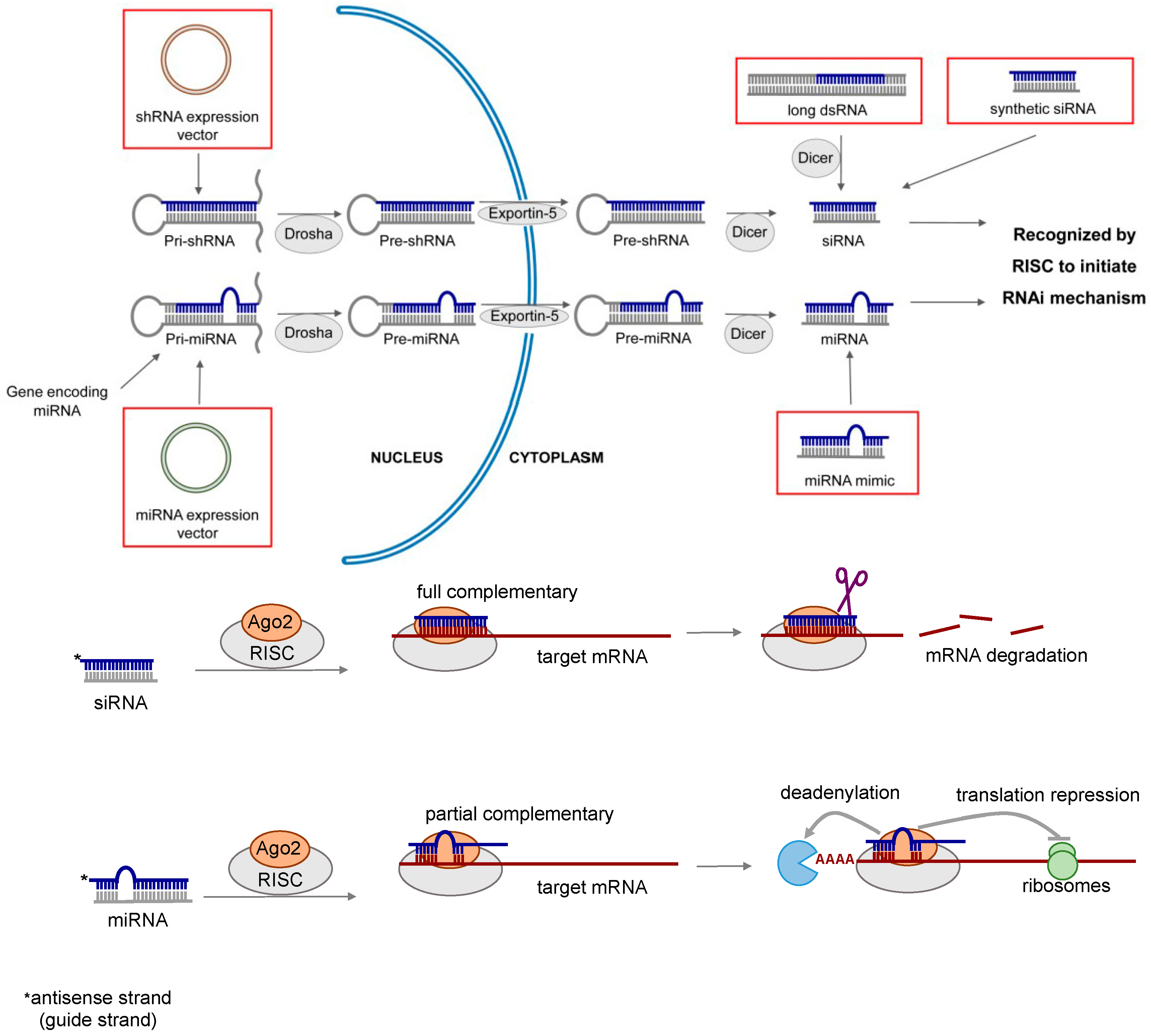Molecules 21 01249 g001