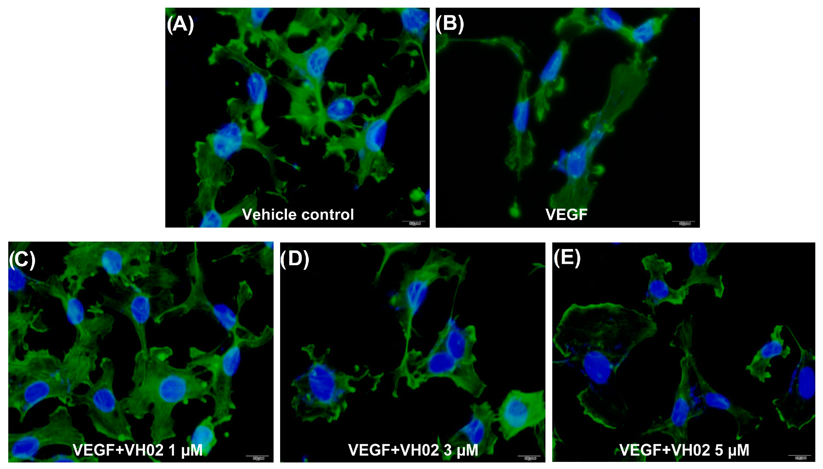 Molecules 21 01258 g005