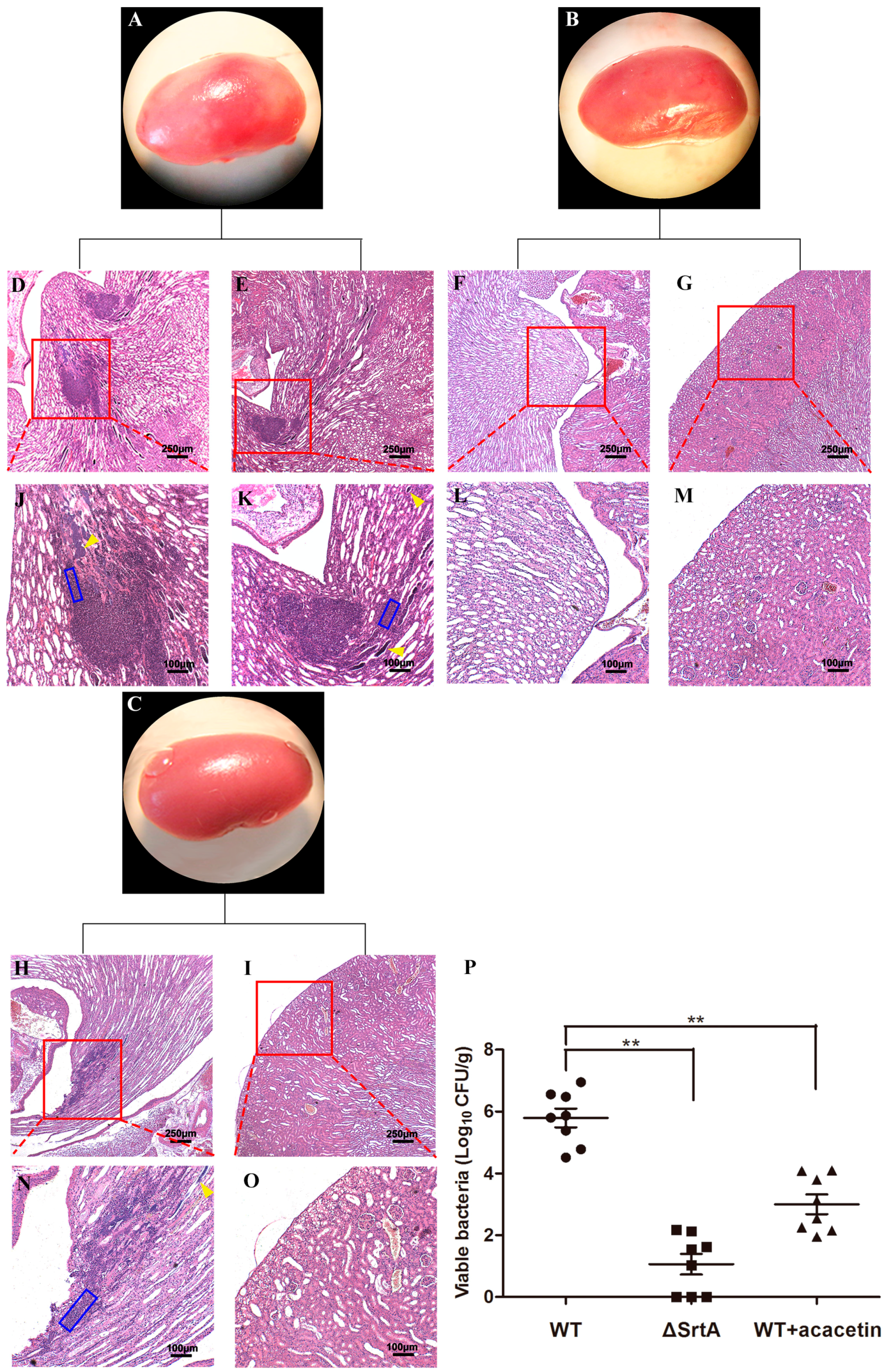 Molecules 21 01285 g006