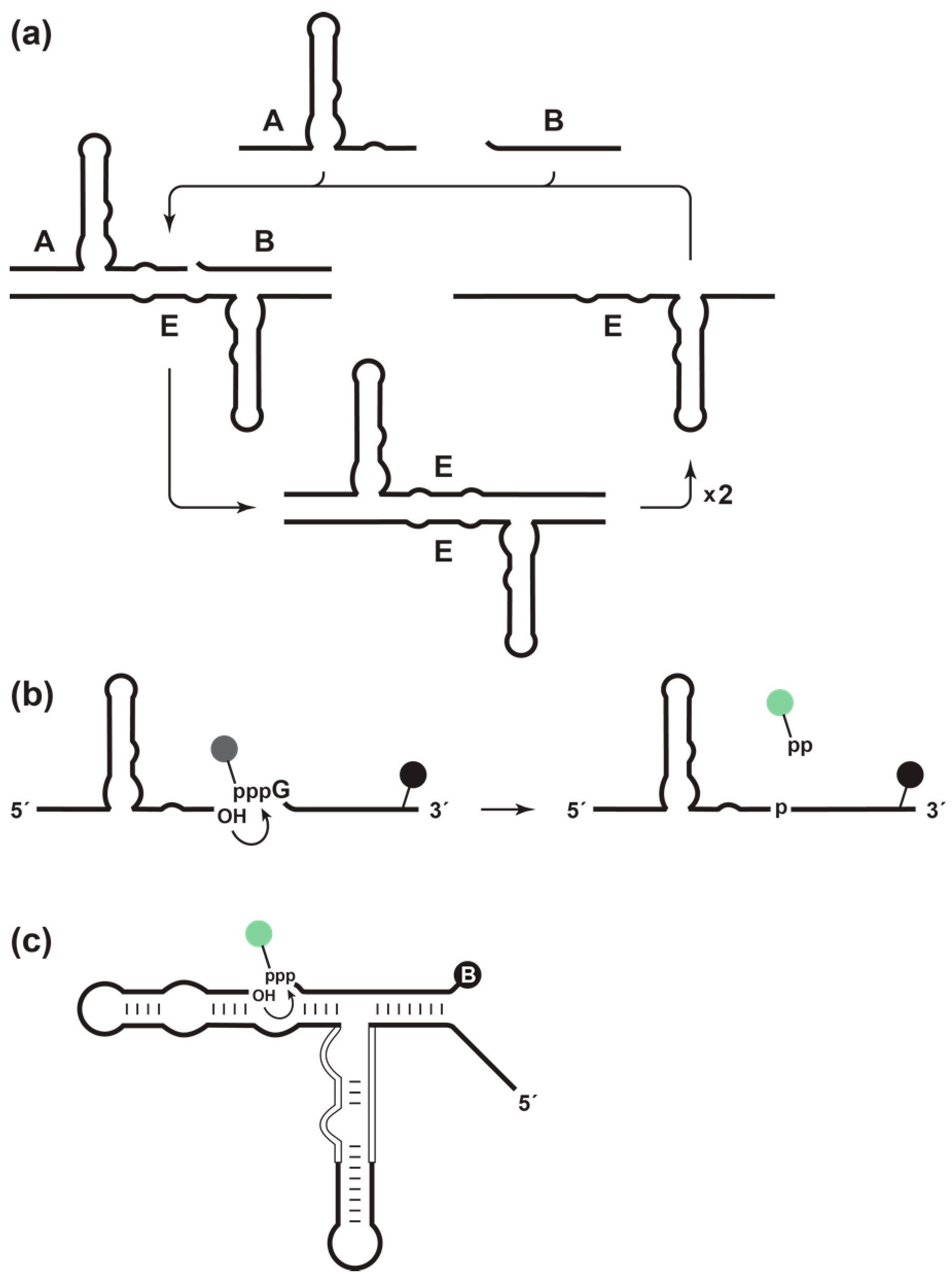 Molecules 21 01310 g001
