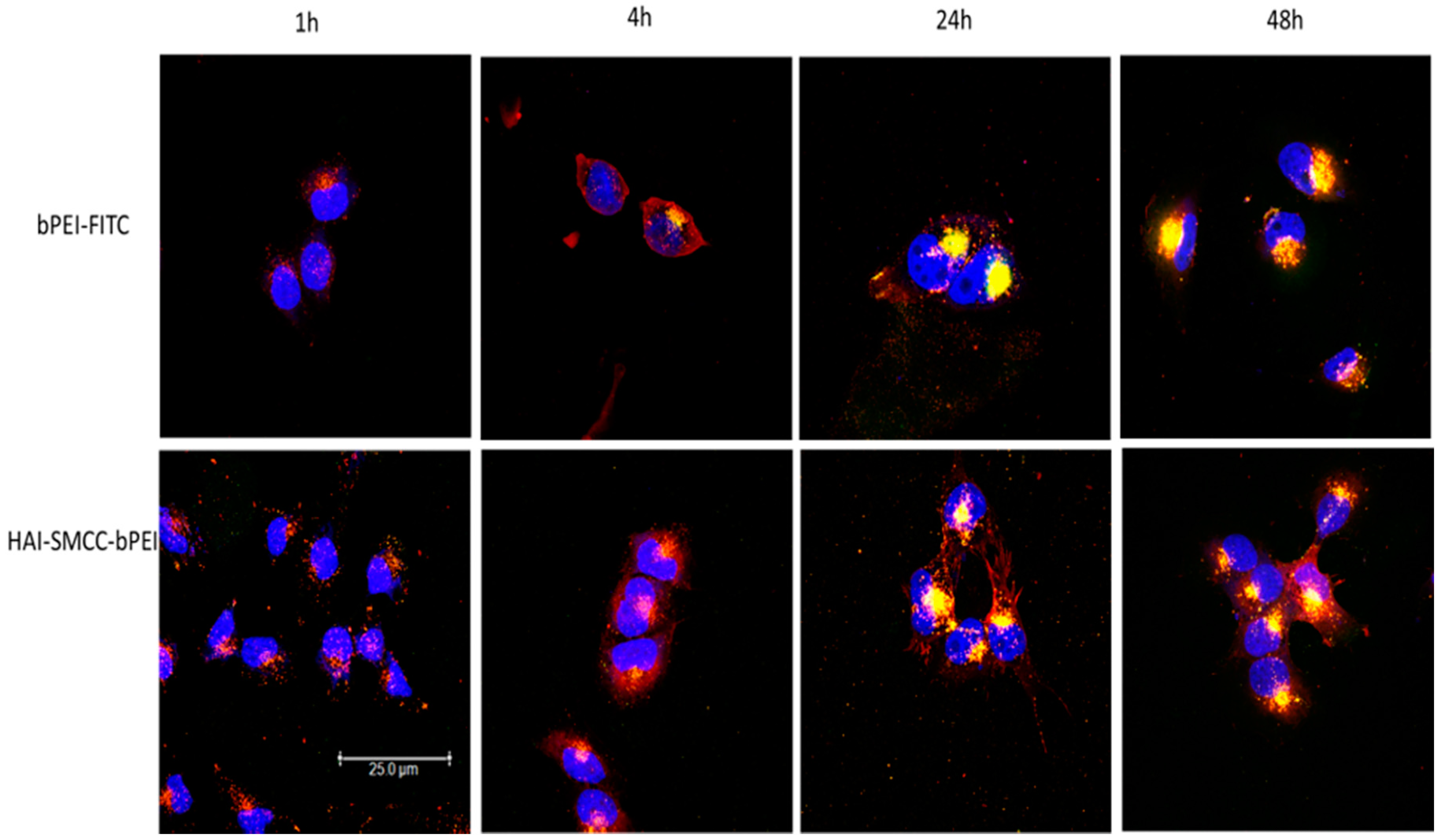 Molecules 21 01334 g005