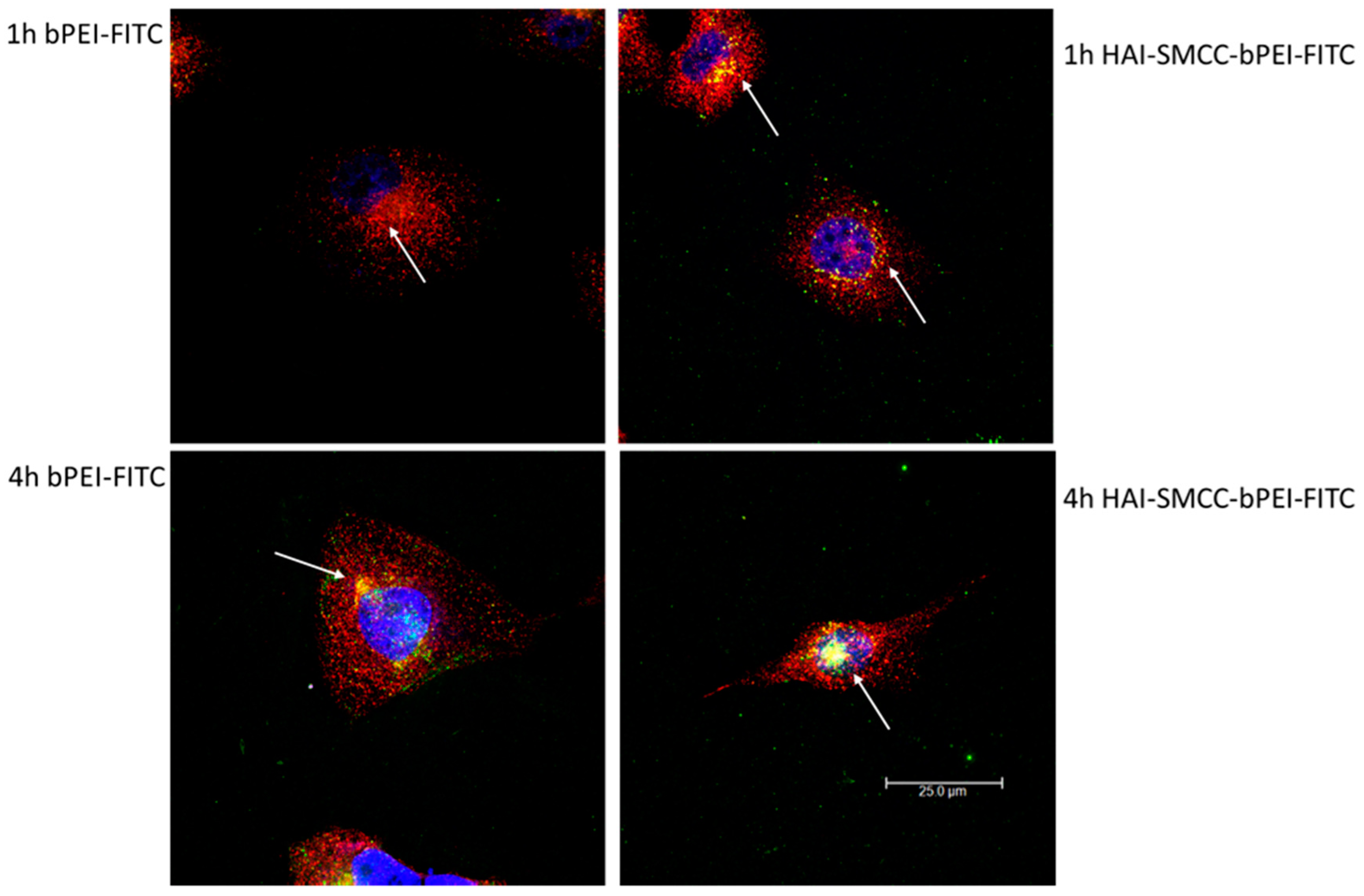 Molecules 21 01334 g006