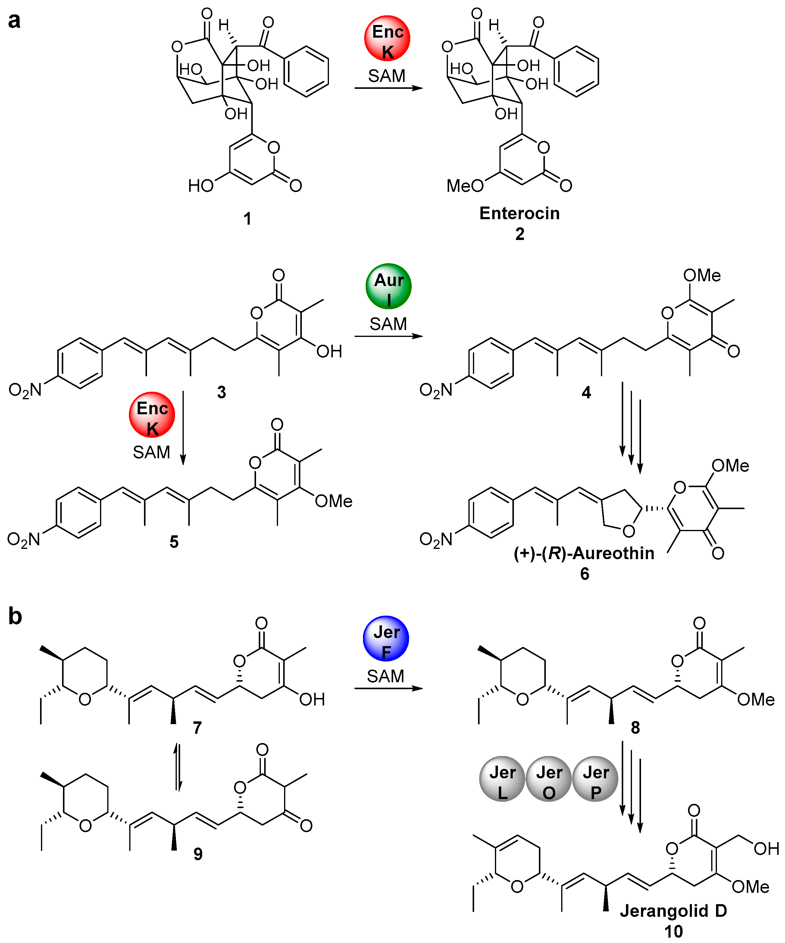 Molecules 21 01443 sch001