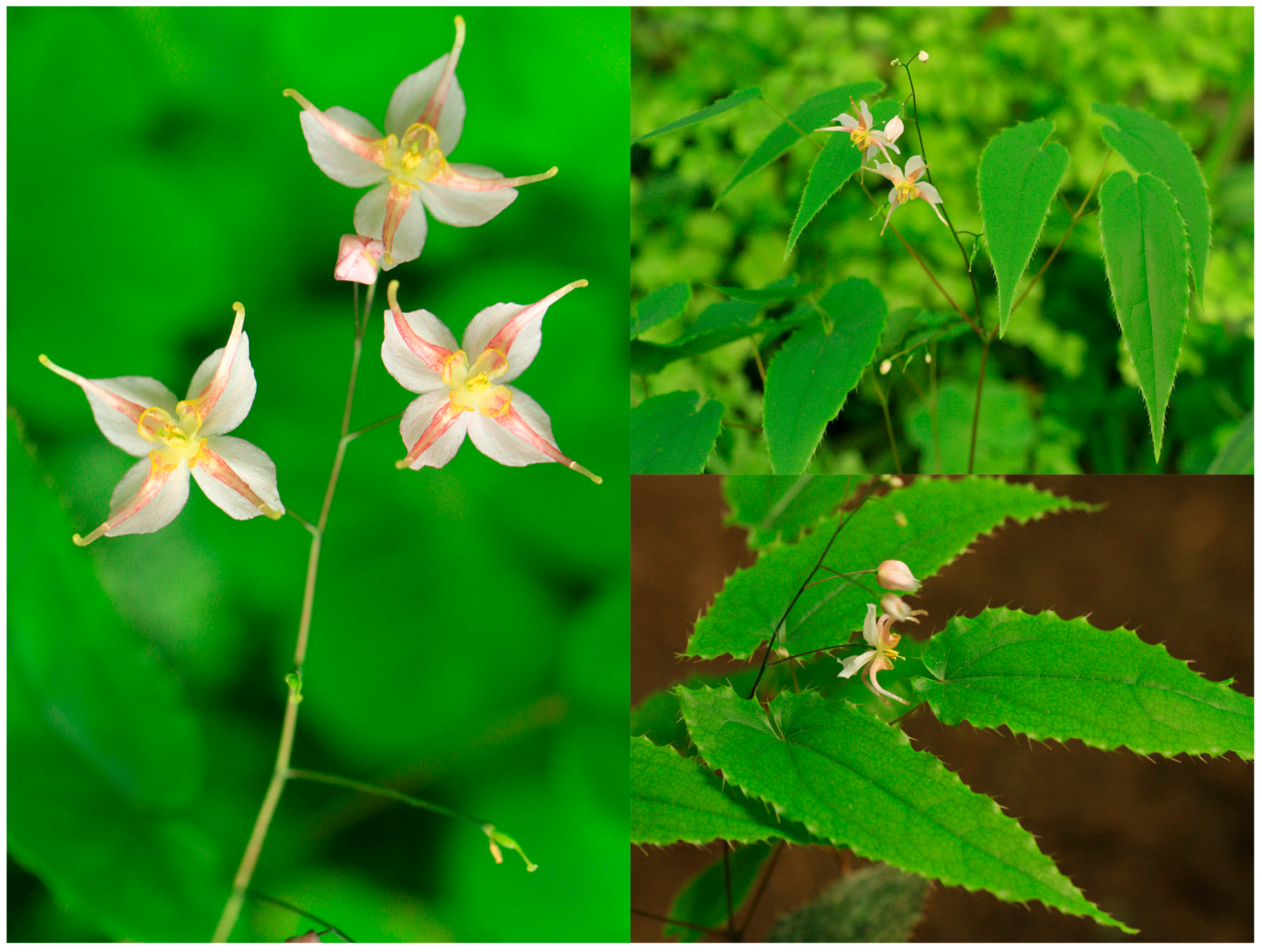 Molecules 21 01475 g007