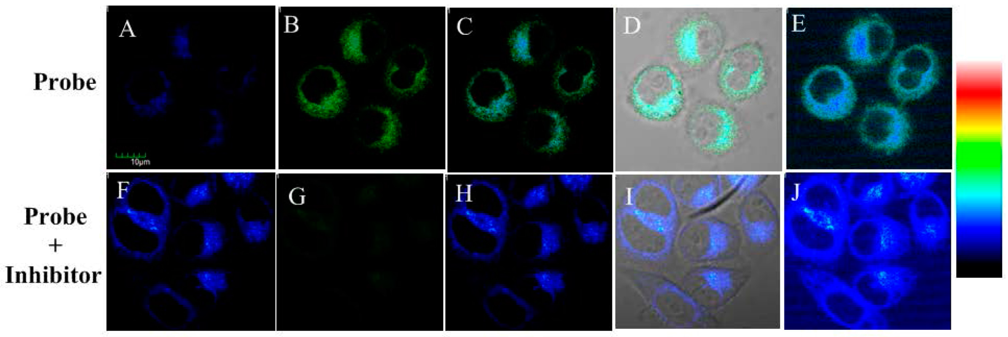Molecules 21 01619 g005