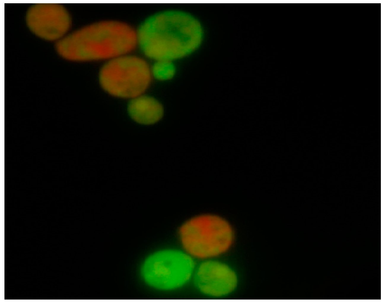 Molecules 21 01631 g001