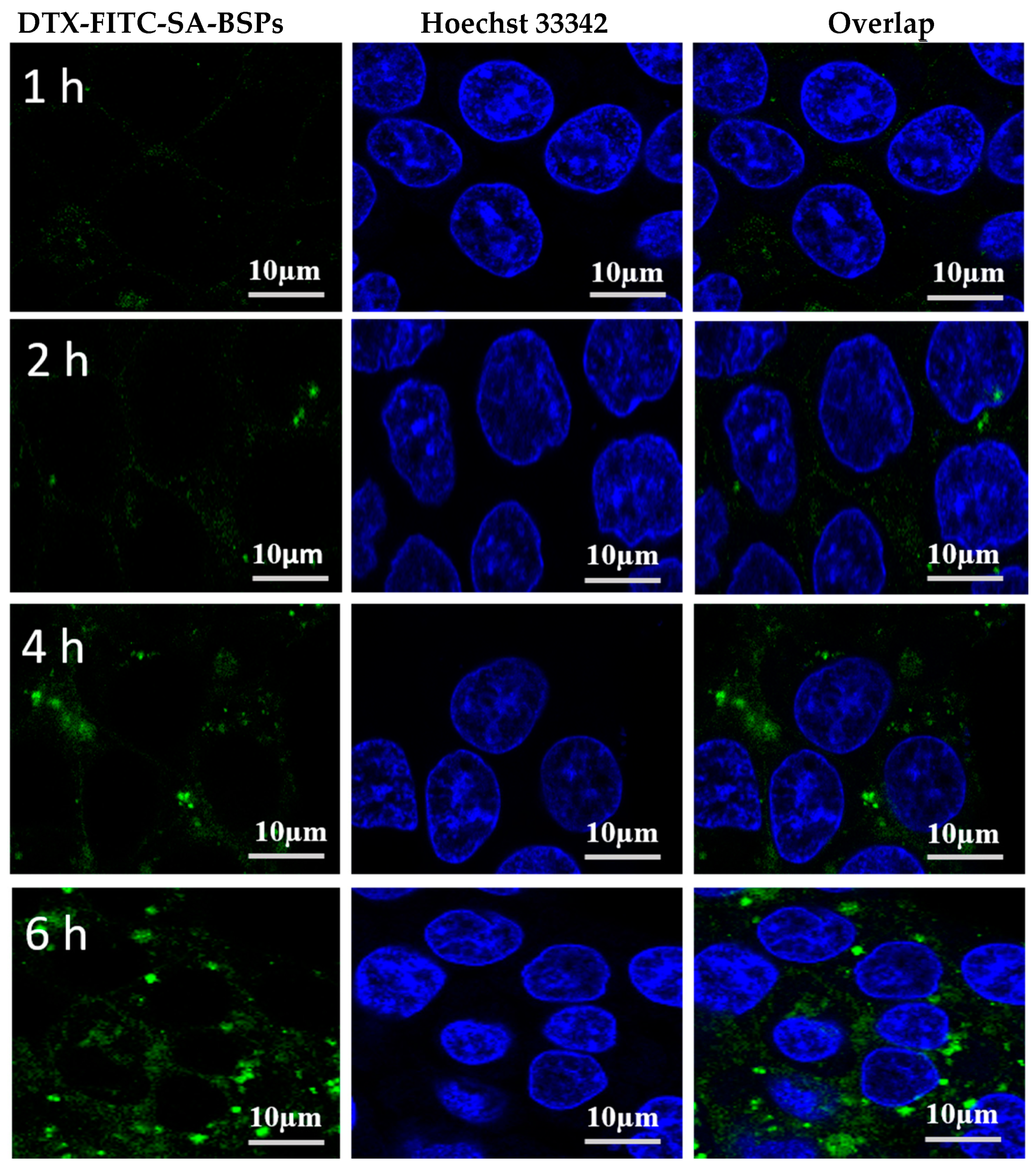 Molecules 21 01641 g004