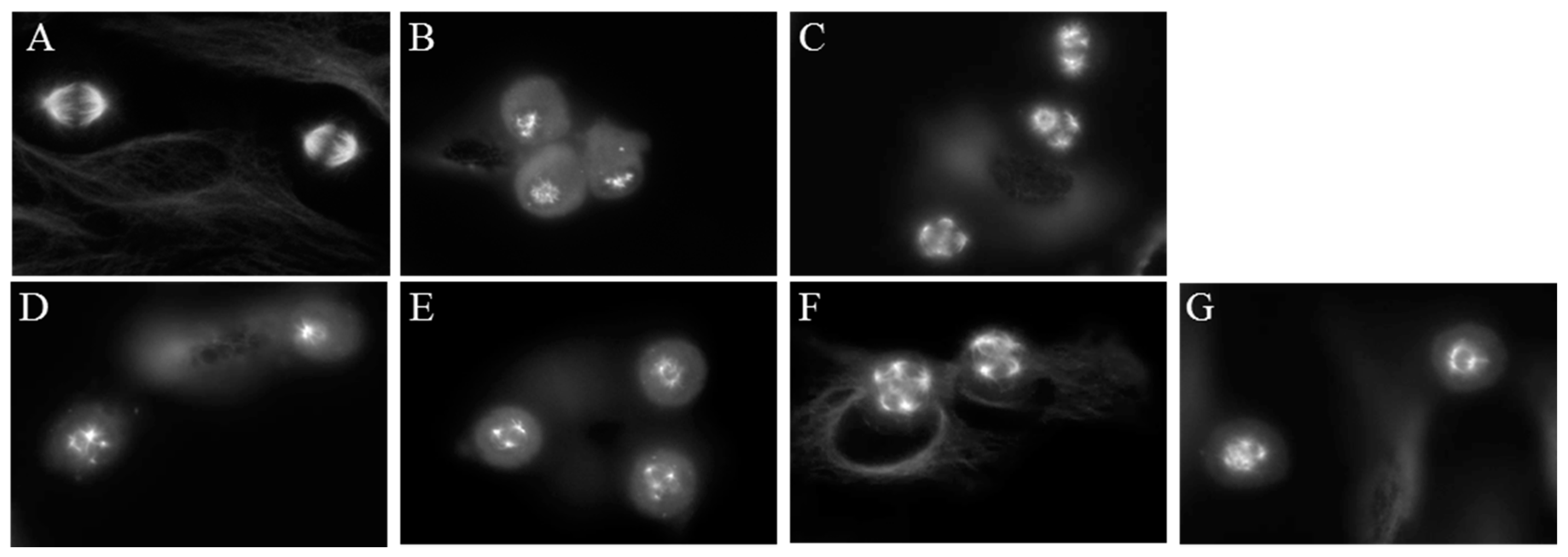 Molecules 21 01661 g006