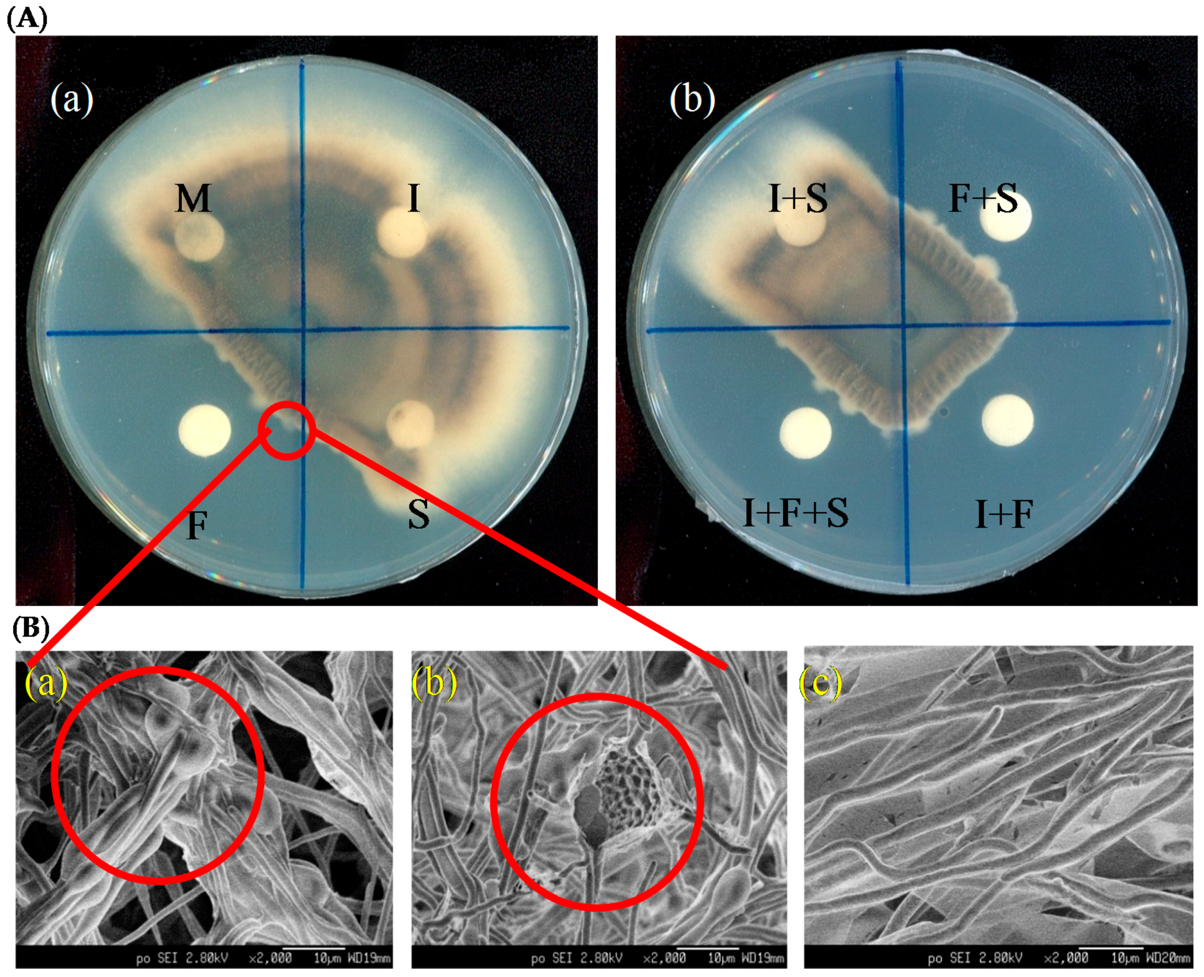 Molecules 21 01670 g005