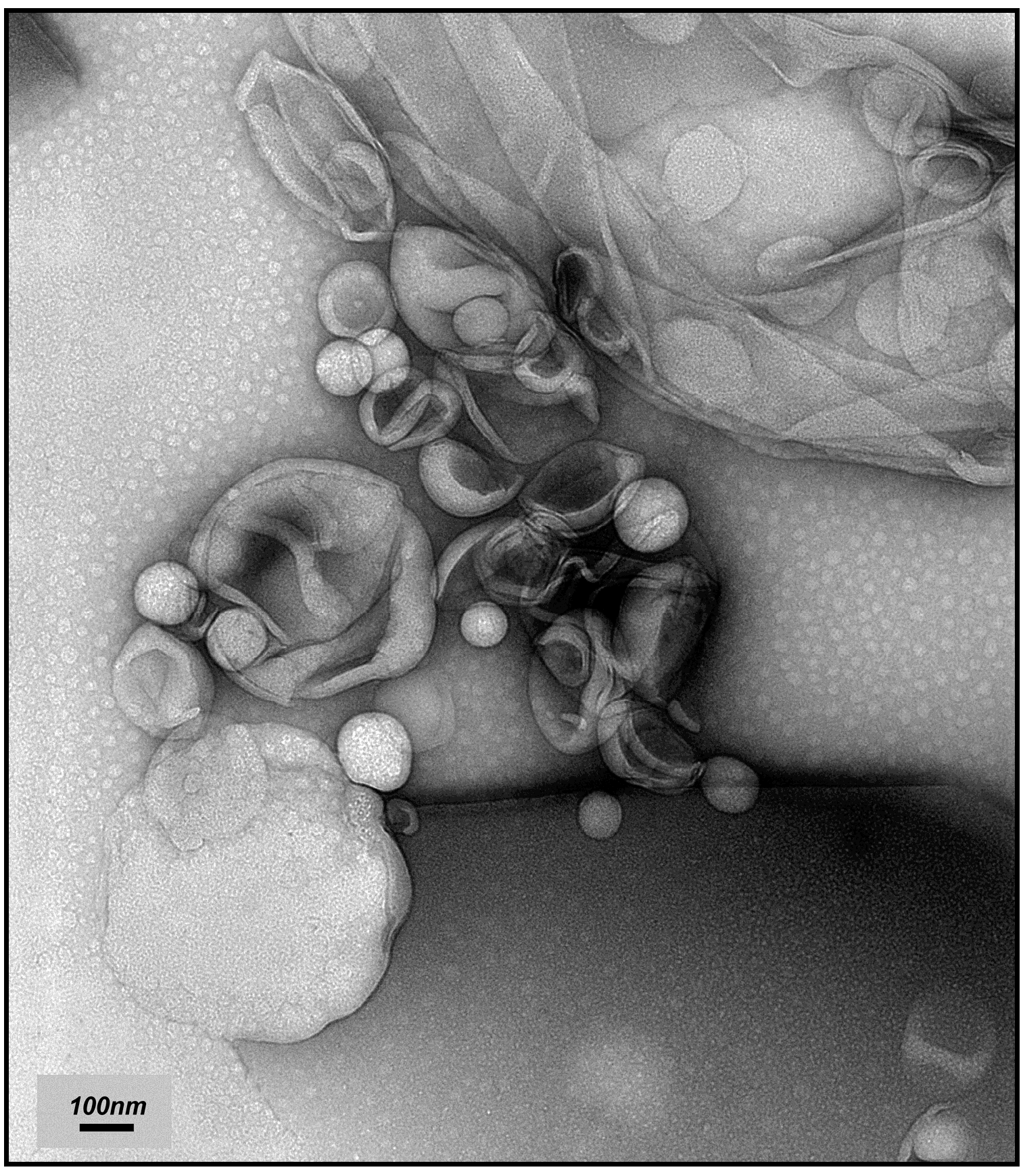 Molecules 21 01689 g002