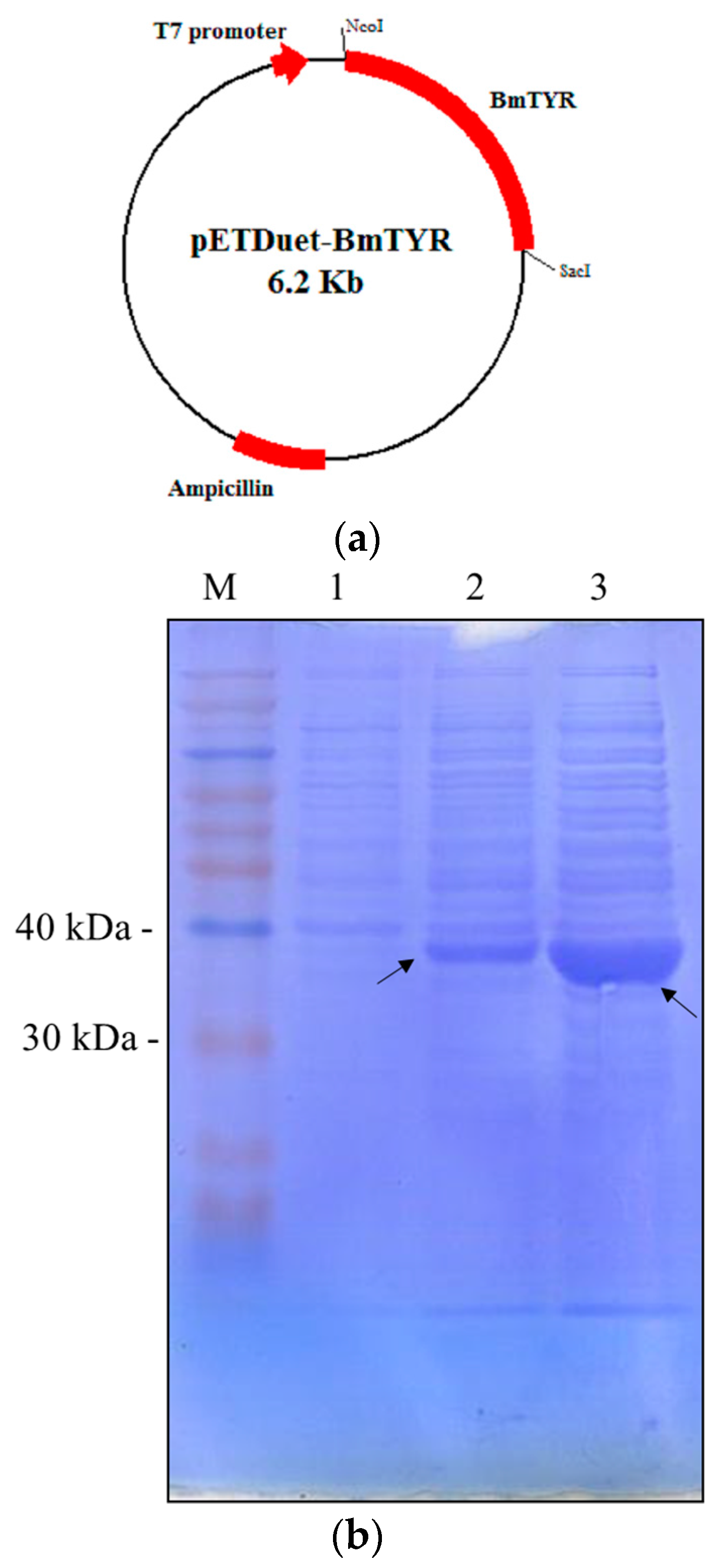 Molecules 21 01723 g001a