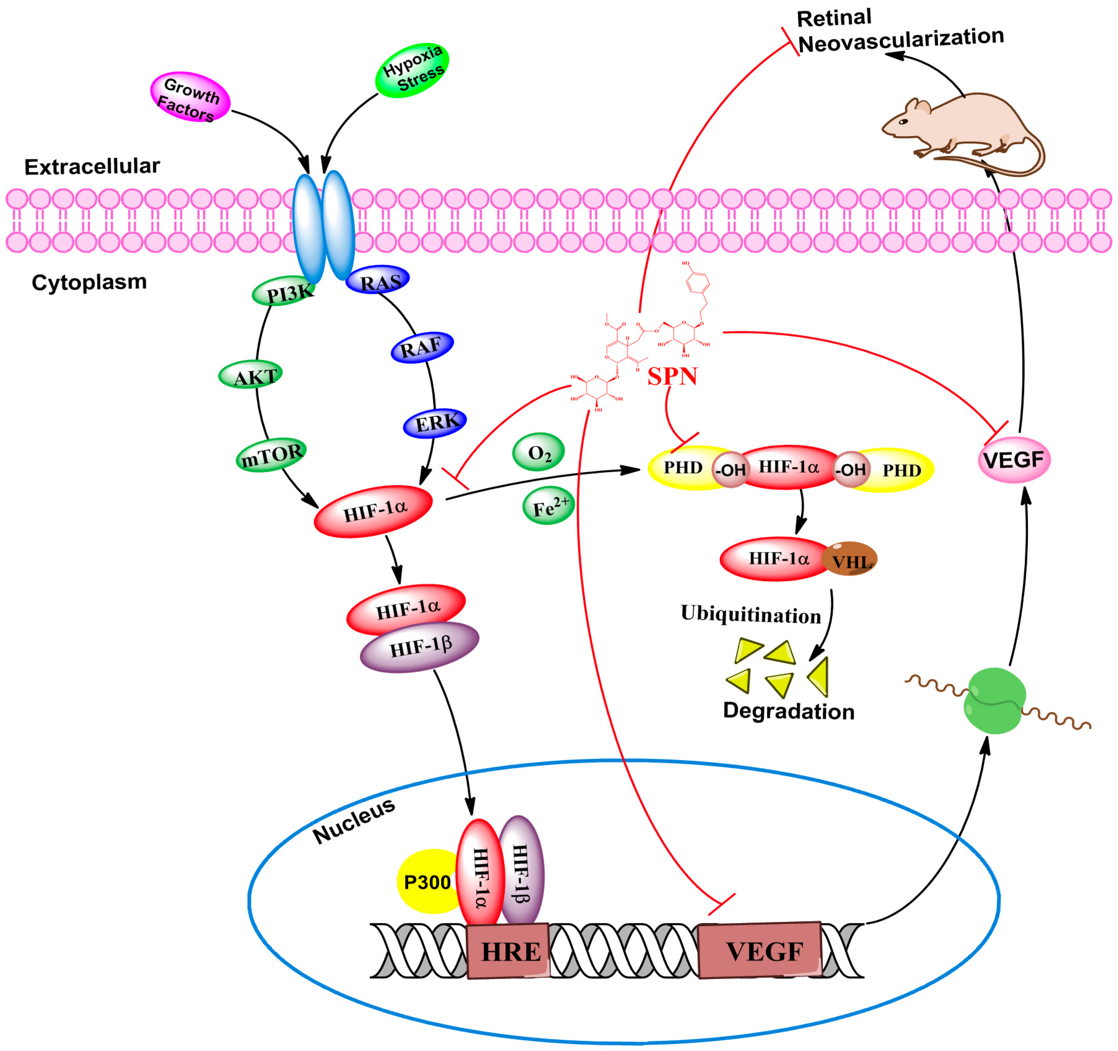 Molecules 21 01756 g008