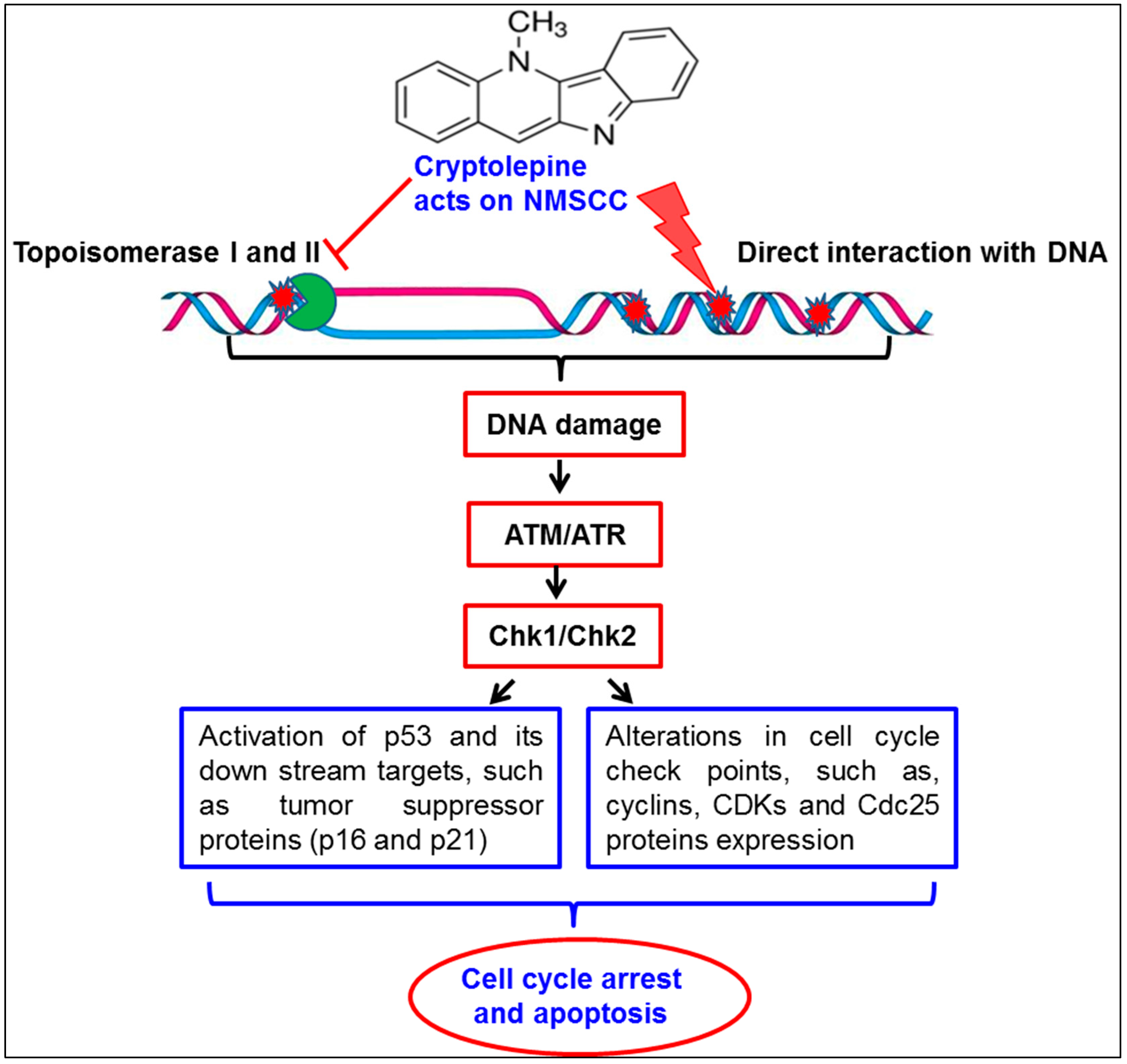 Molecules 21 01758 g007
