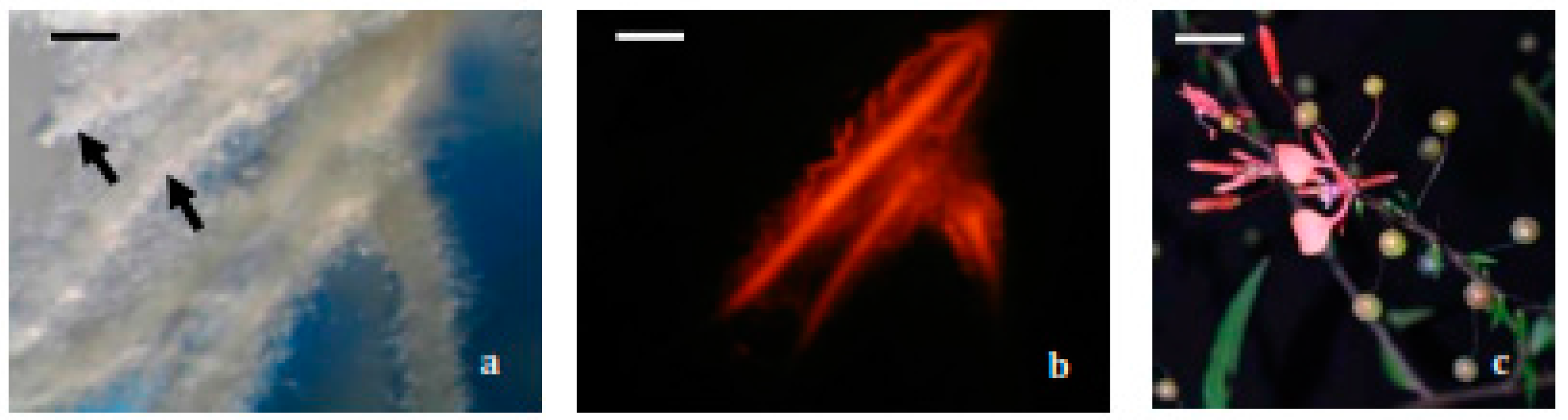 Molecules 22 00118 g001