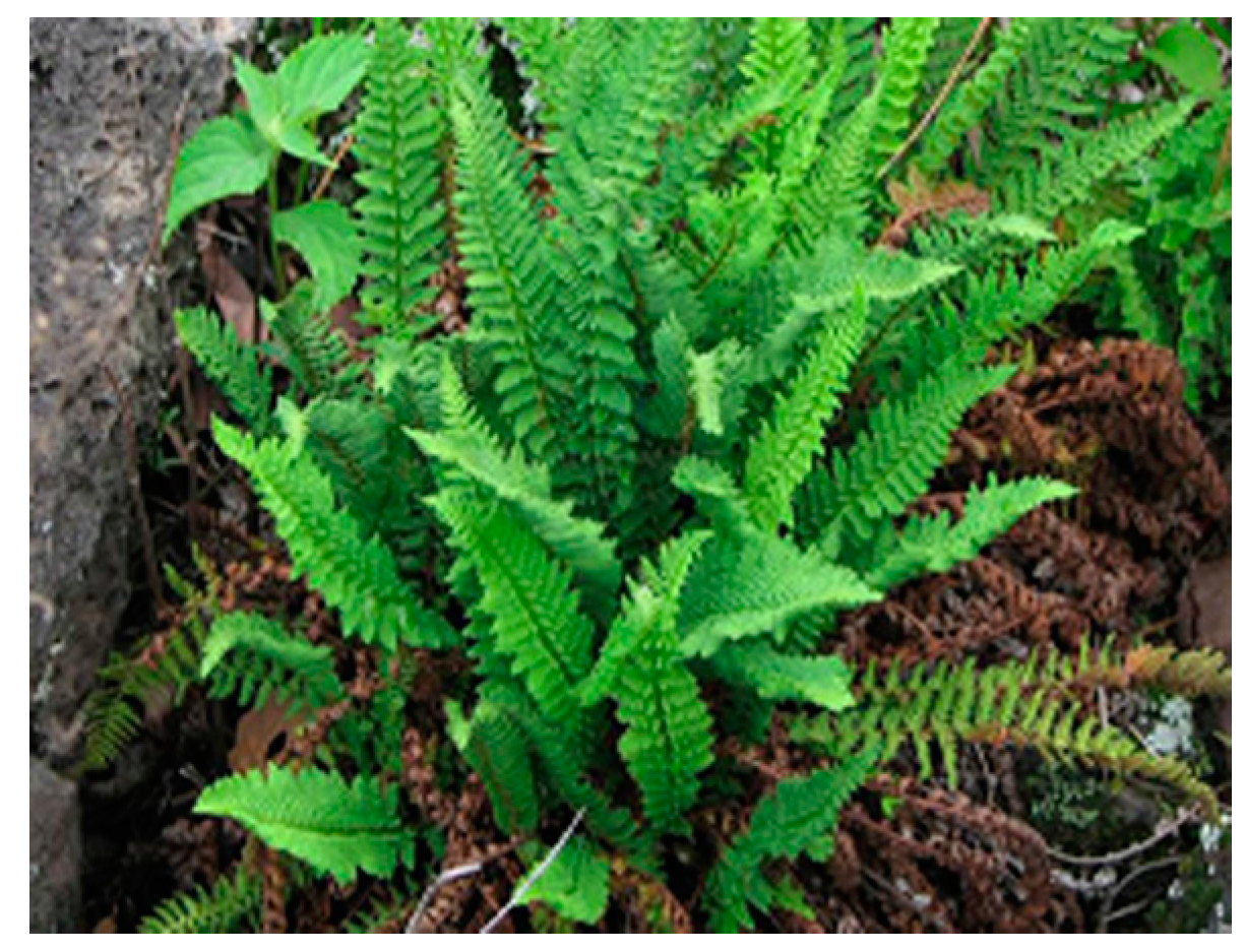 Molecules 22 00180 g001